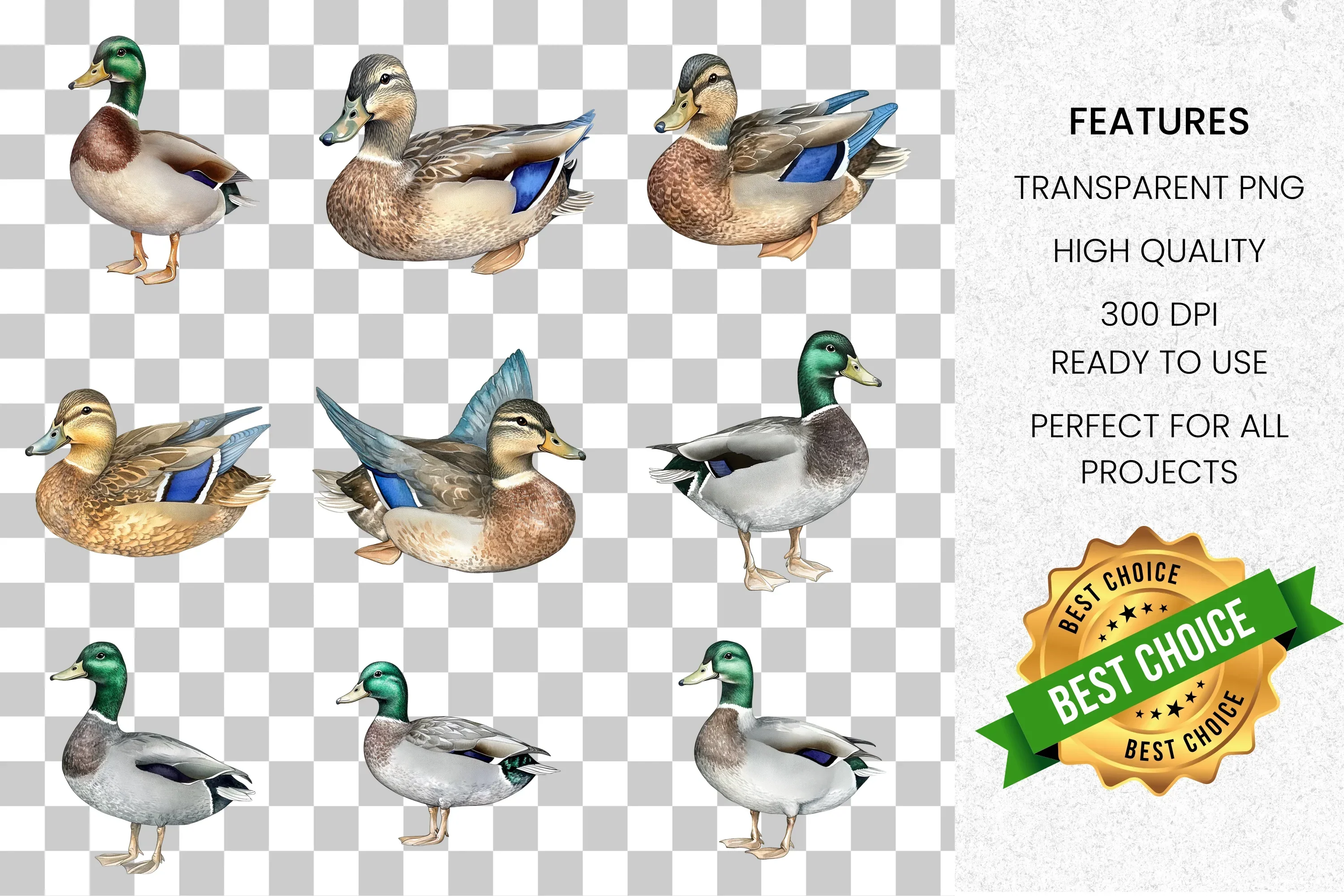 Mallard Ducks Wildlife Animal Clipart Bundle - Image 8