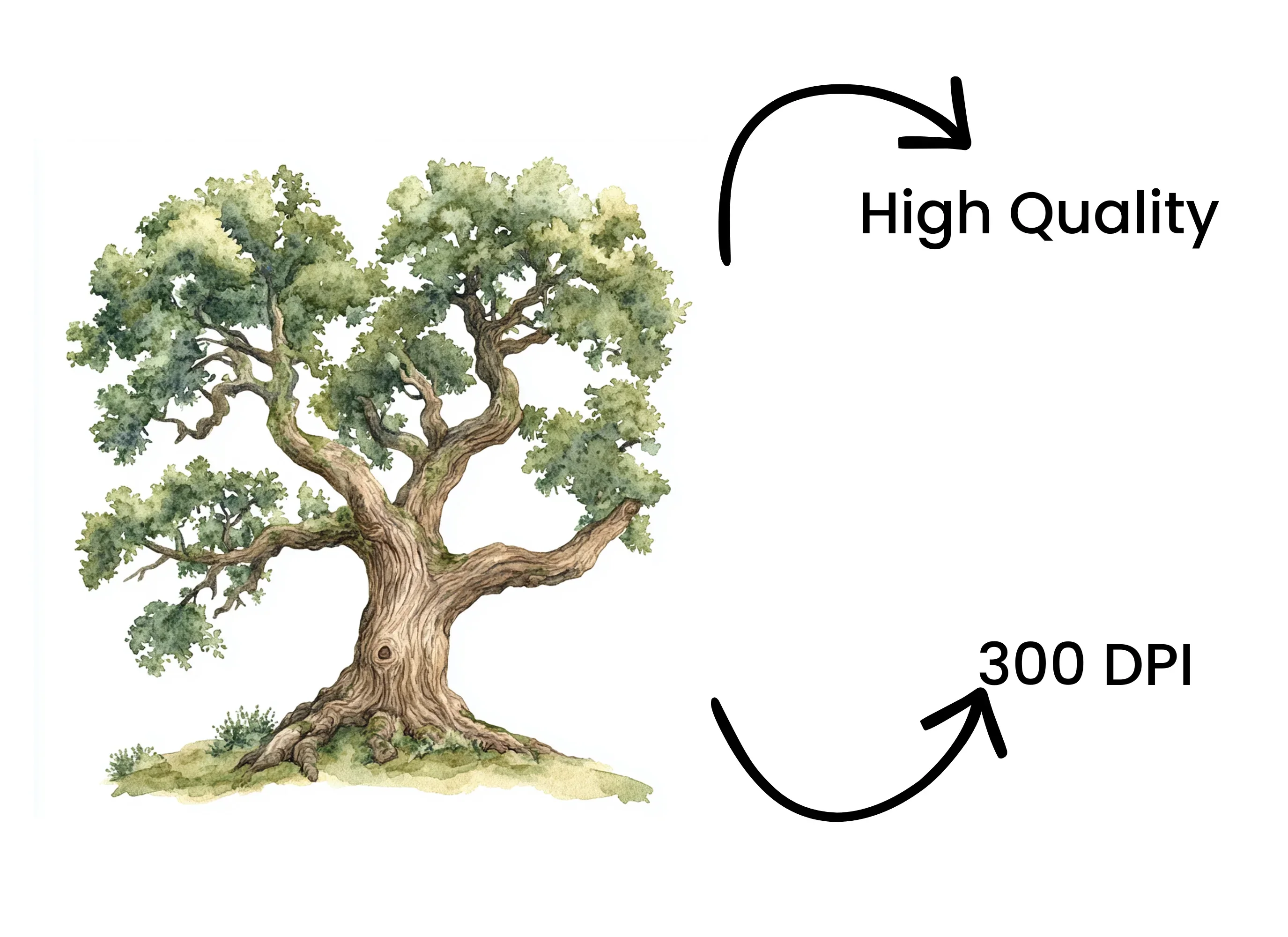 Oak Tree Clipart Bundle - Image 4