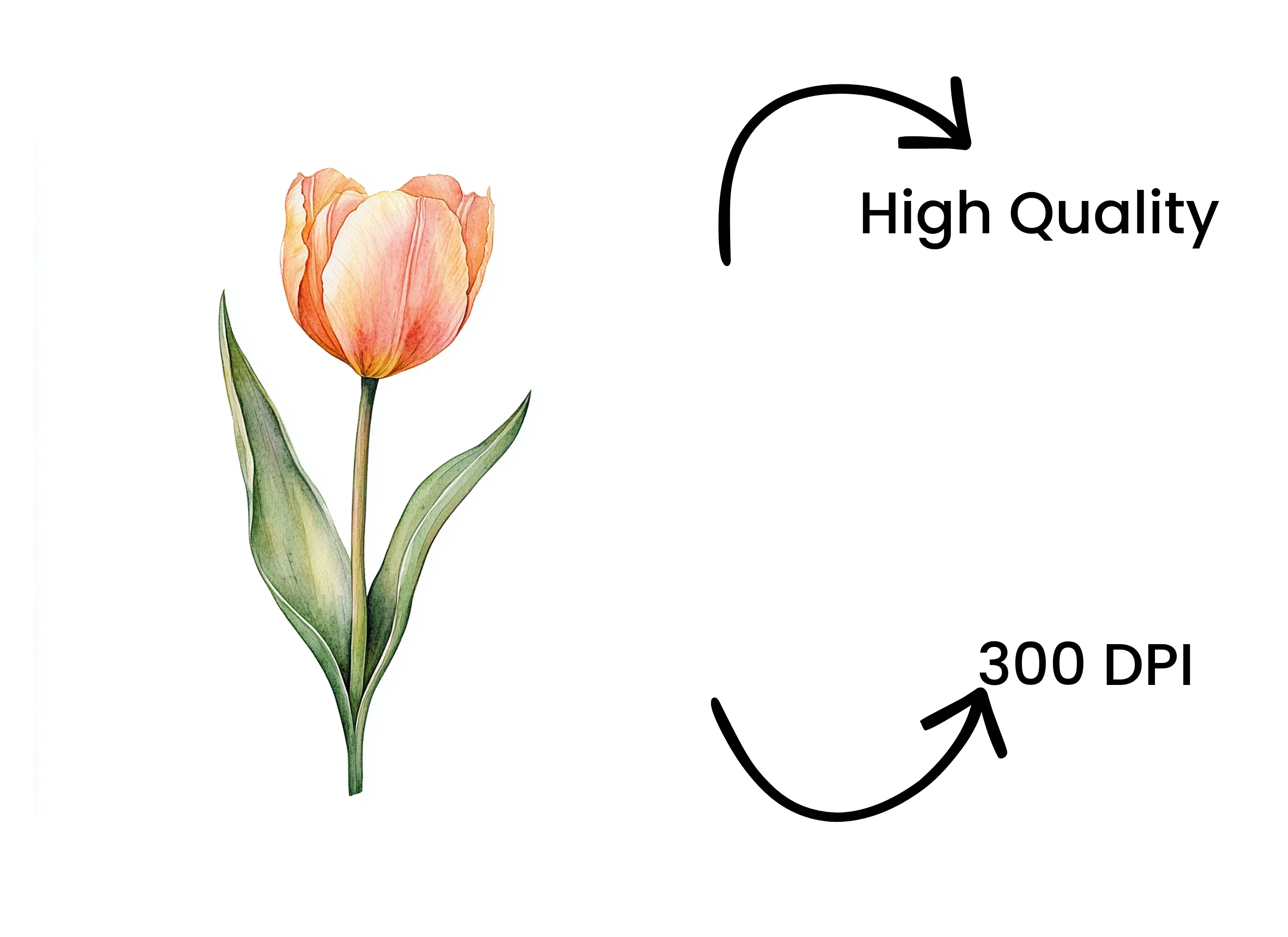 Orange Tulip Flower Clipart Bundle - Image 4