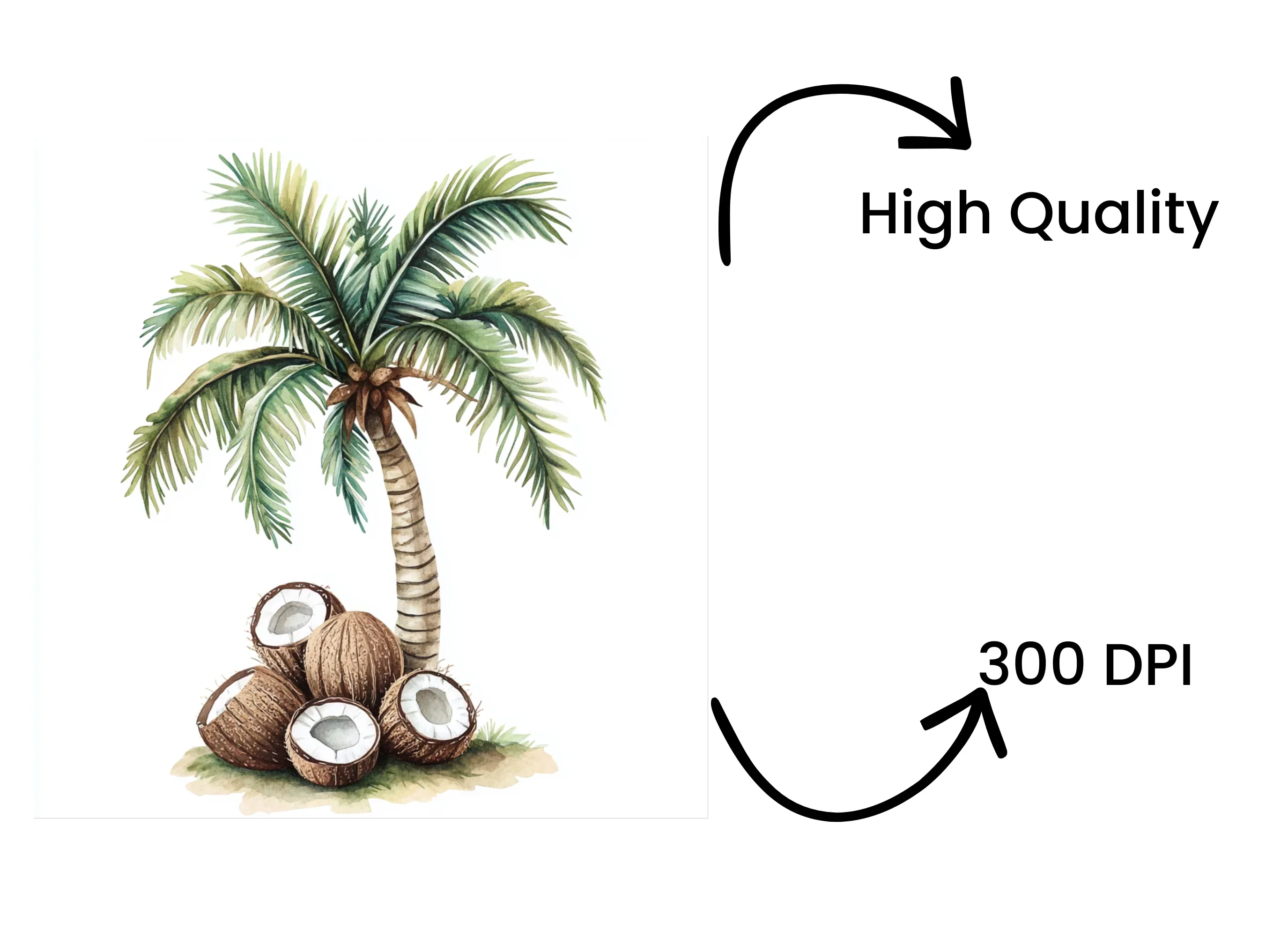 Palm Trees with Coconuts Clipart Bundle - Image 4