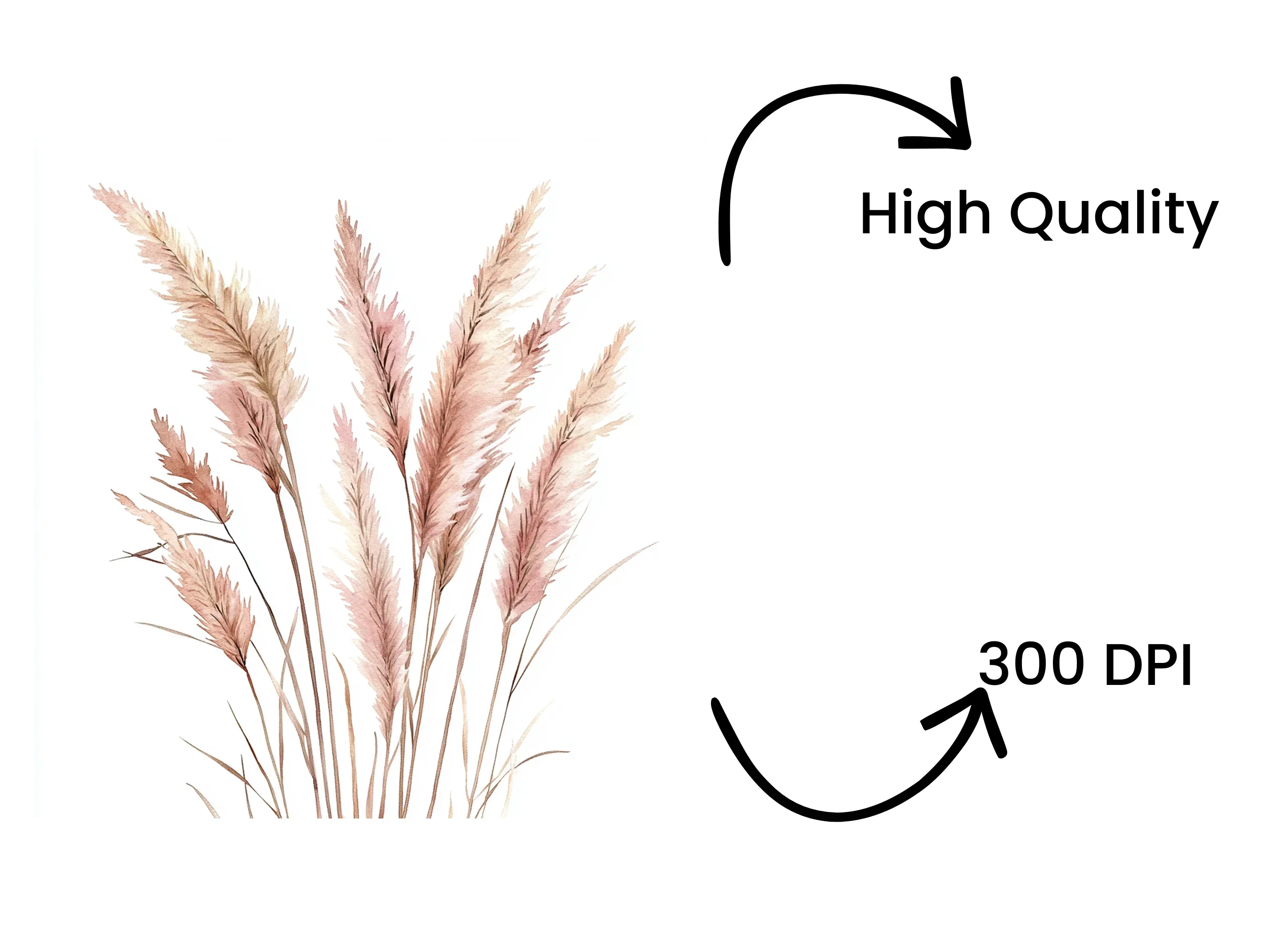 Pampas Grass Clipart Bundle - Image 4