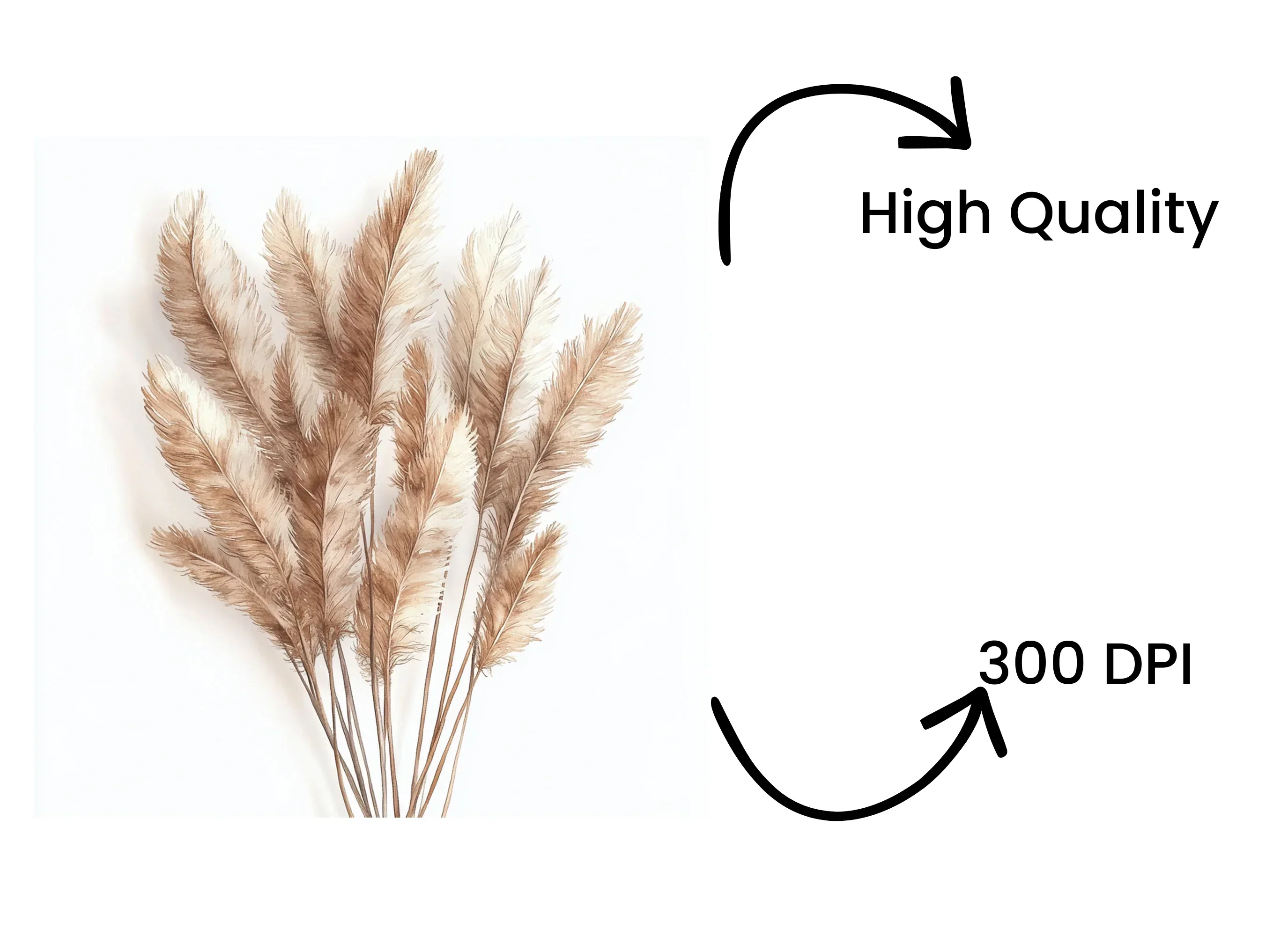 Pampas Grass Clipart Bundle - Image 4