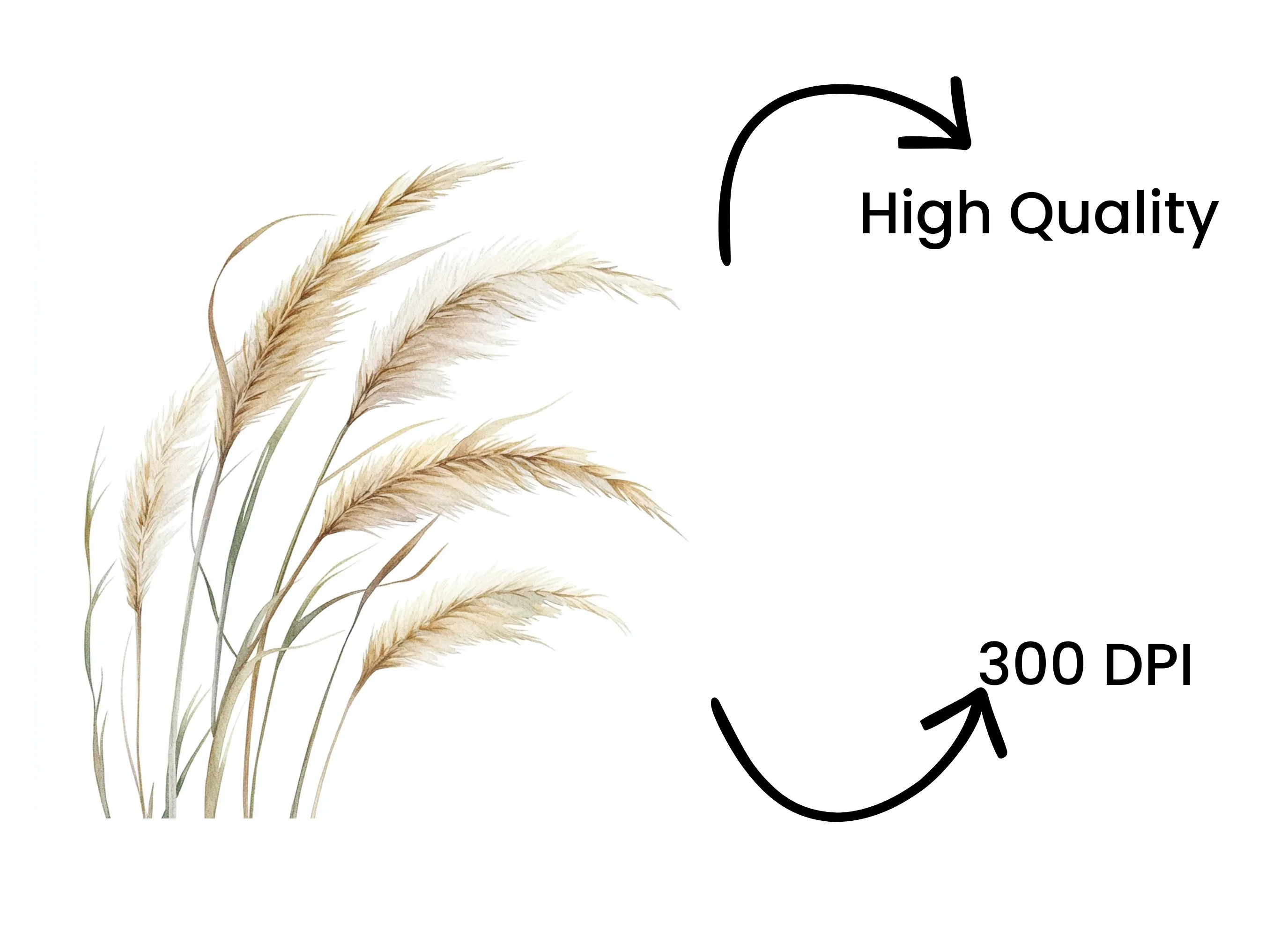 Pampas Grass Illustrations Clipart Bundle - Image 4