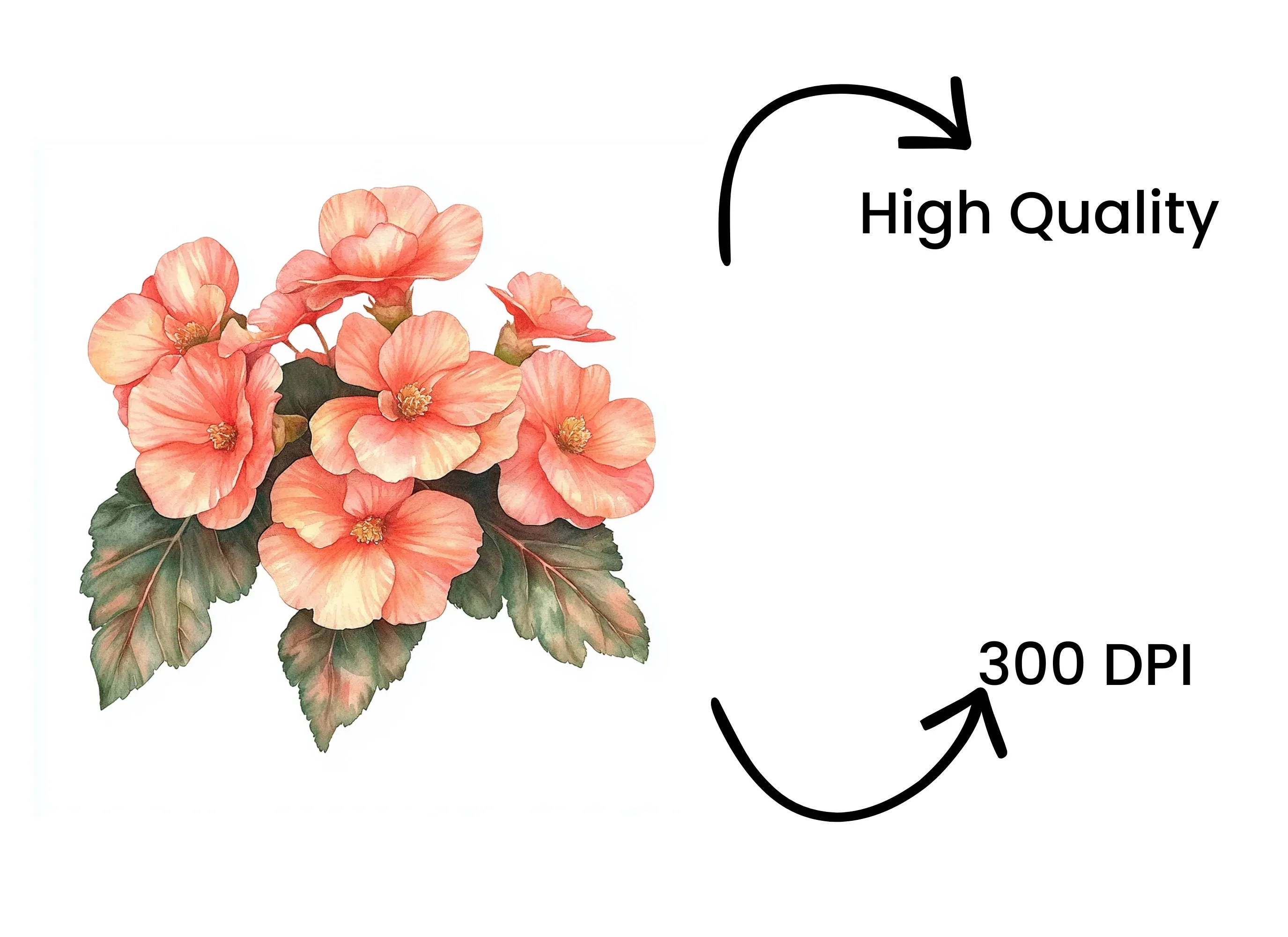 Peach Begonia Flower Clipart Bundle - Image 4