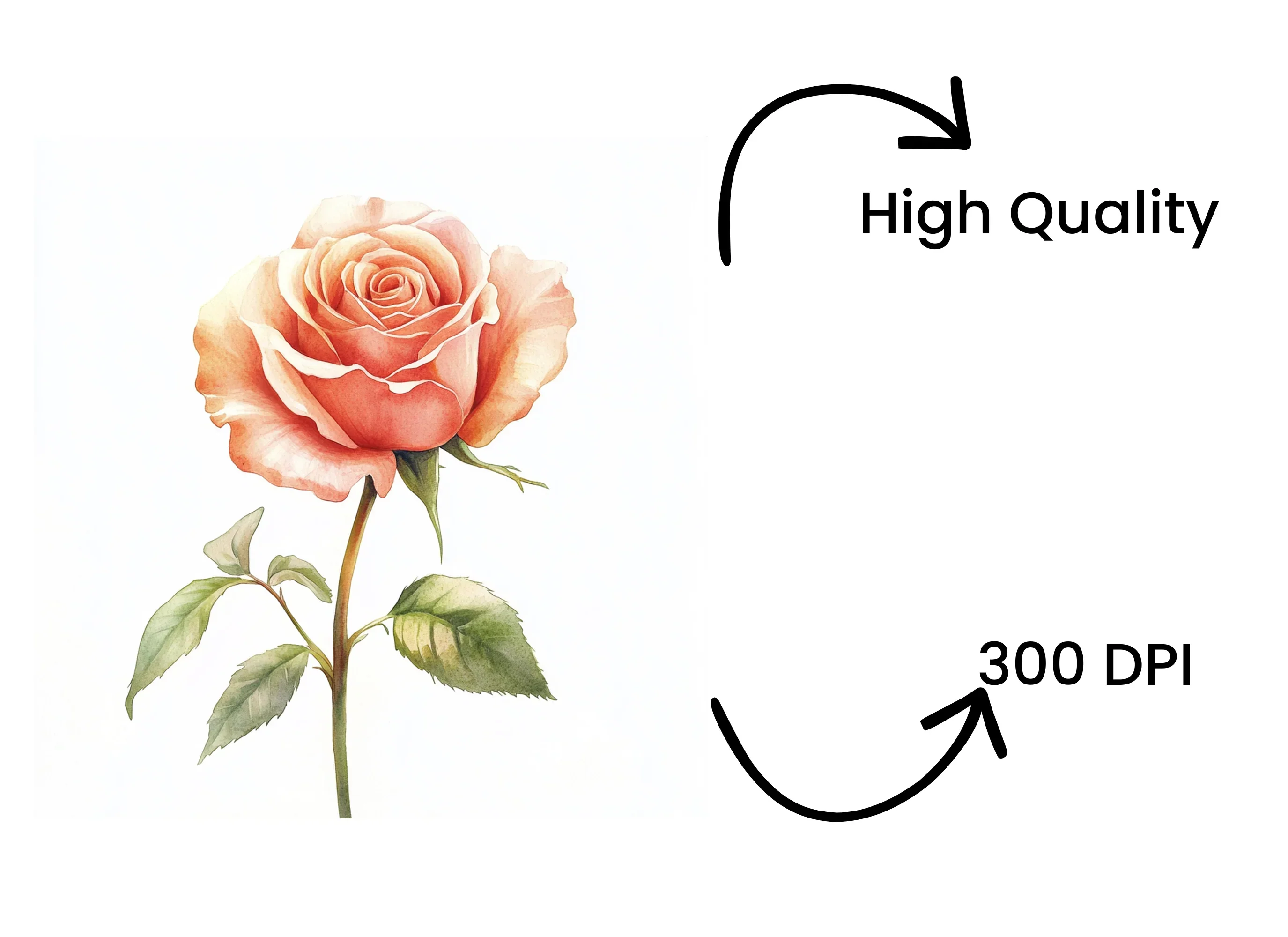 Peach Rose Clipart Bundle - Image 4