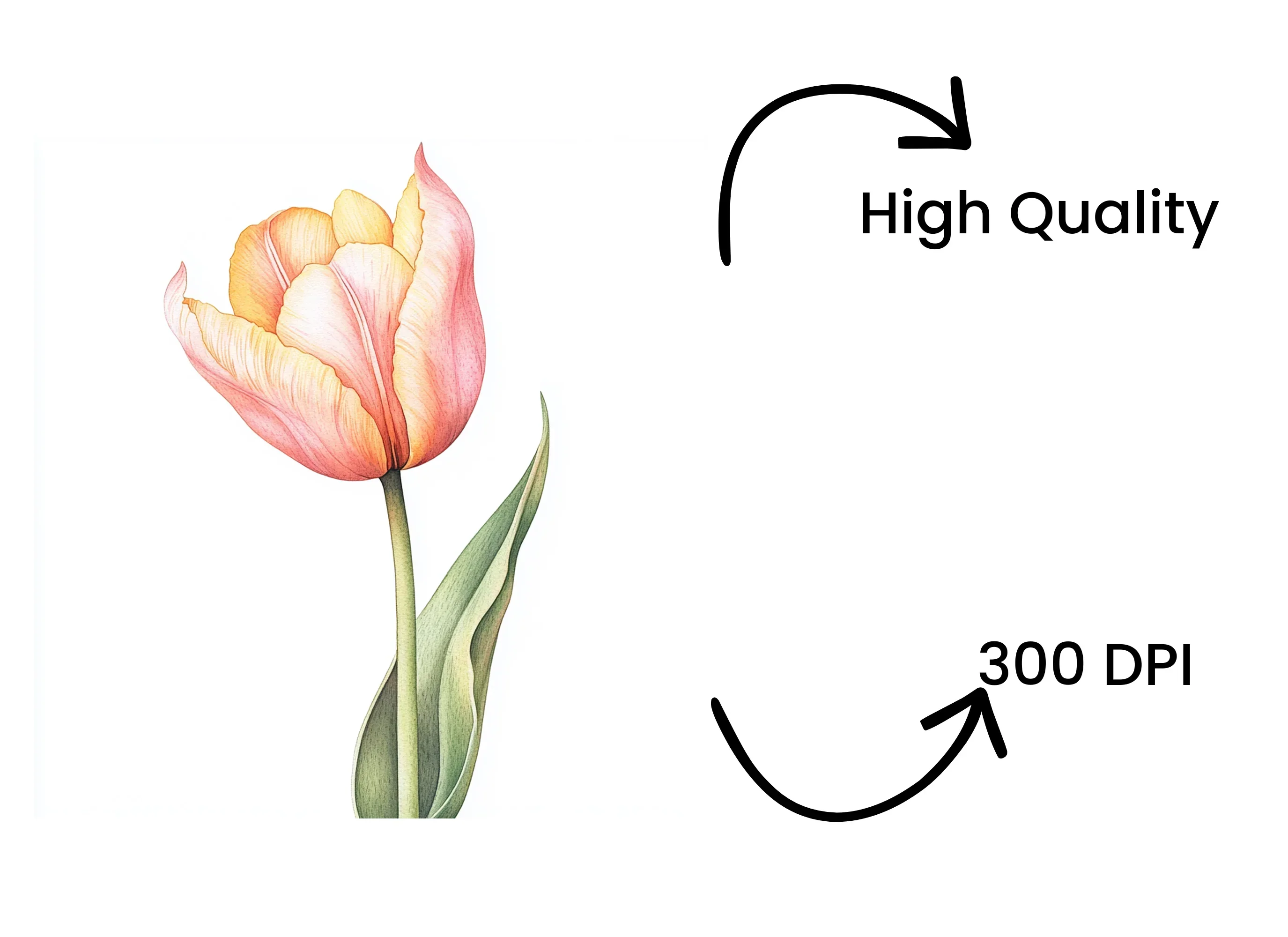 Pink and Yellow Tulip Clipart Bundle - Image 4