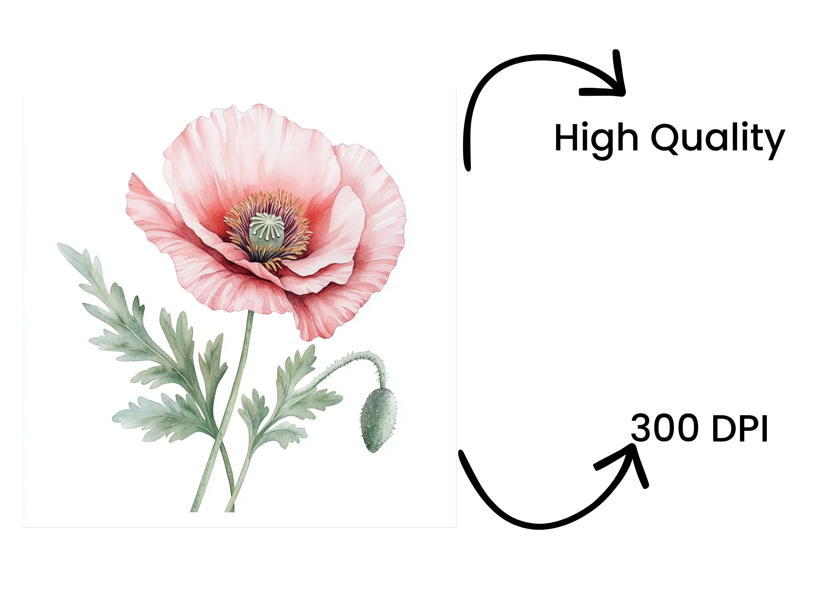 Pink Poppy Clipart Bundle - Image 4