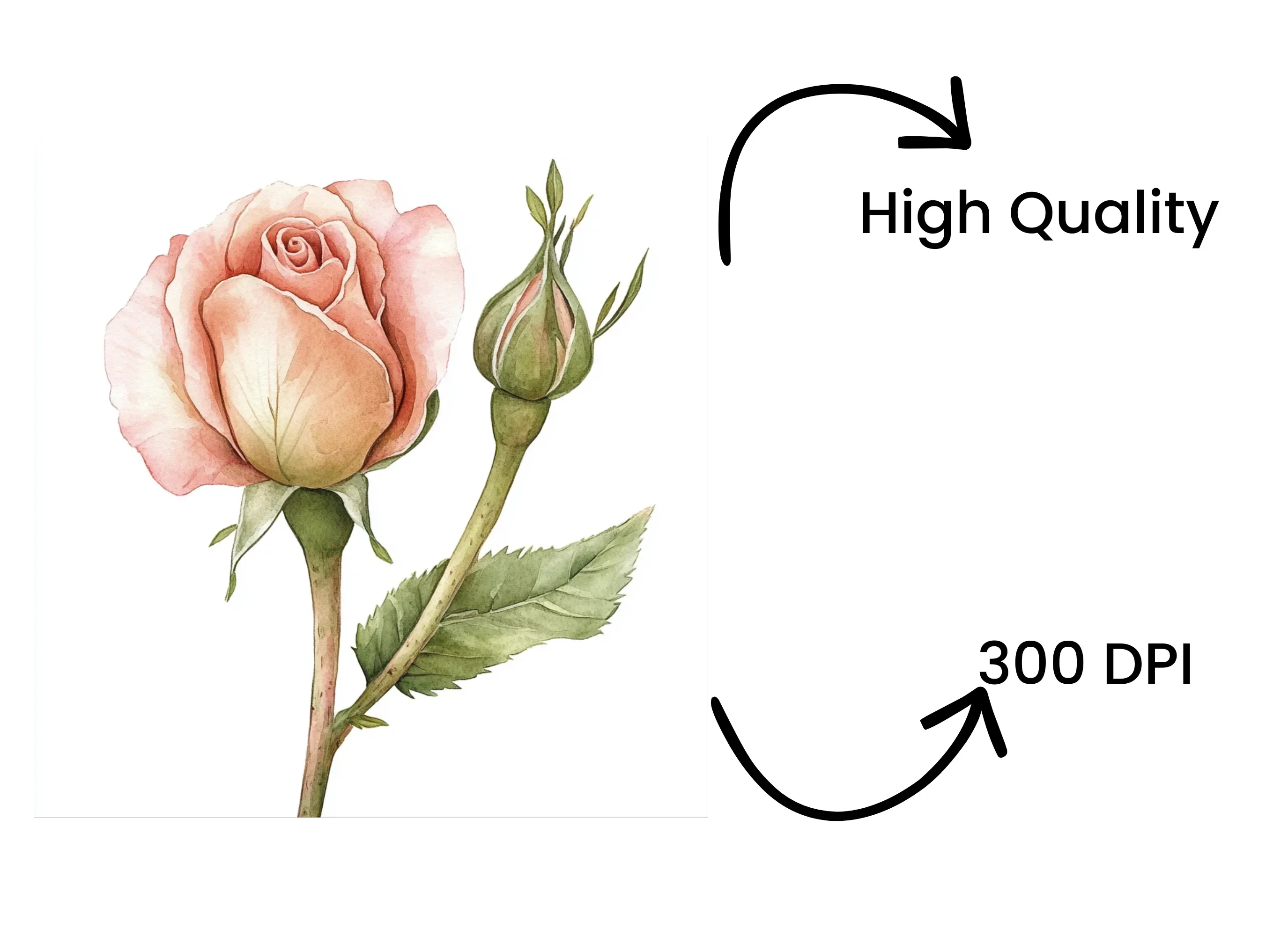 Pink Rose Bud Clipart Bundle - Image 4