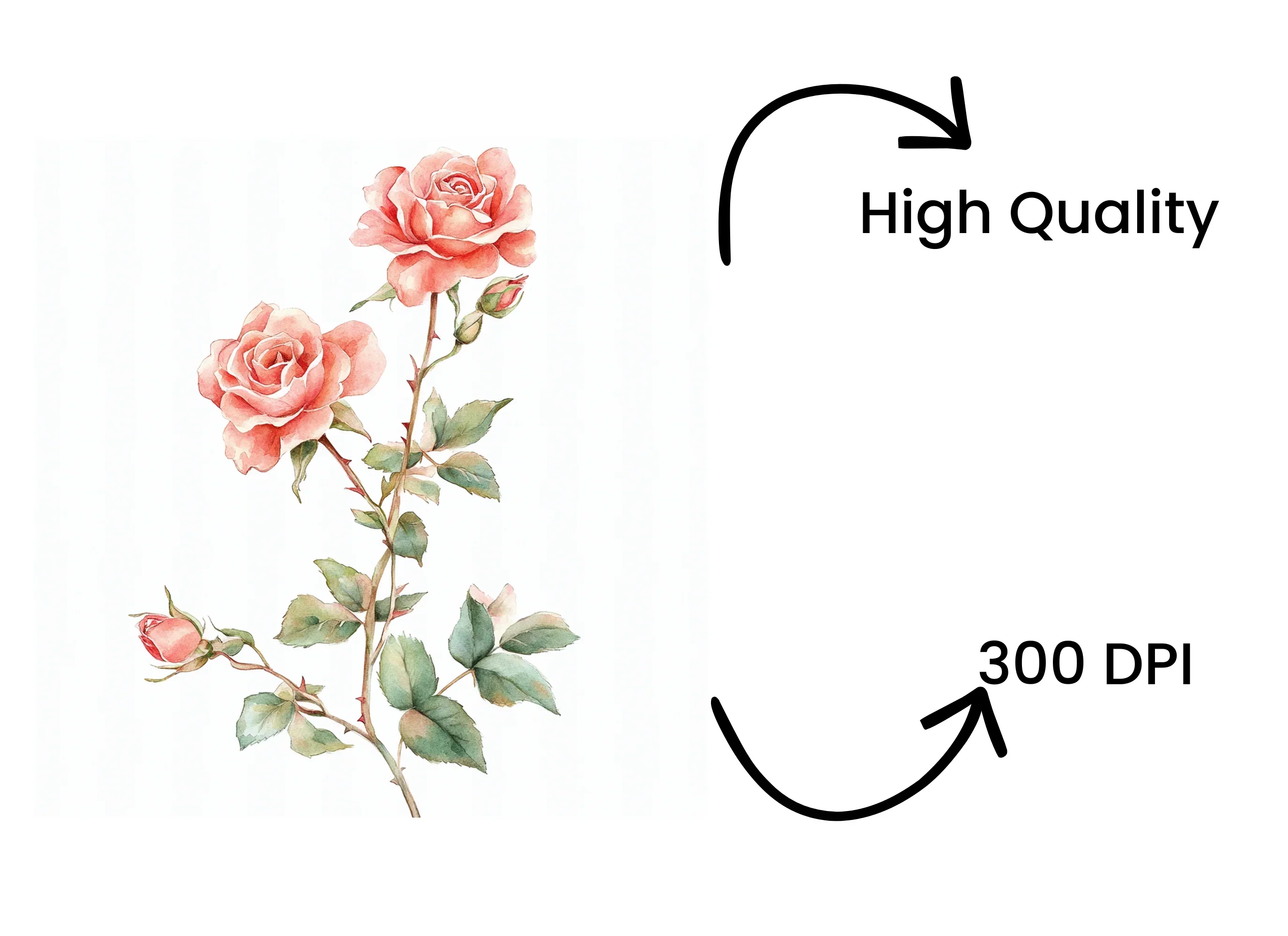 Pink Rose Clipart Bundle - Image 4