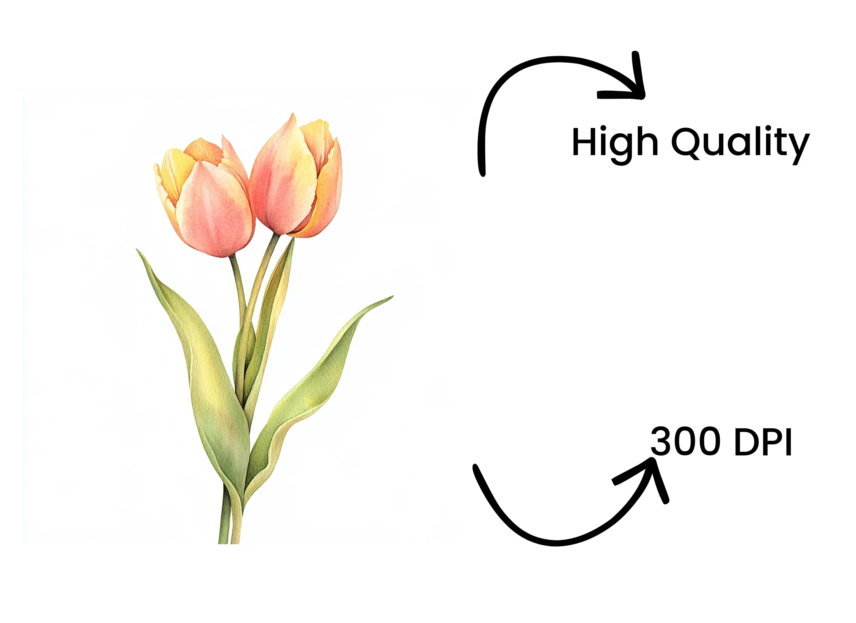 Pink Tulip Flower Clipart Bundle - Image 4