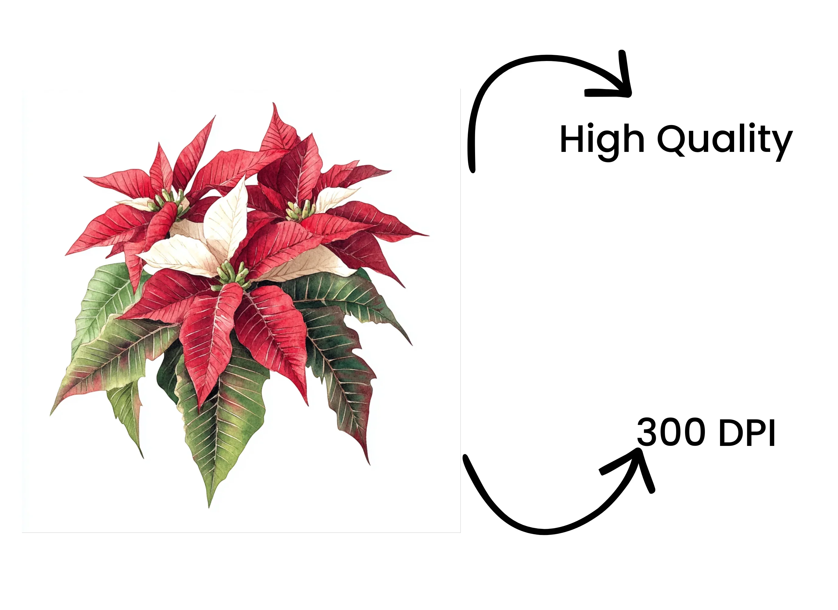 Poinsettia Clipart Bundle - Image 4