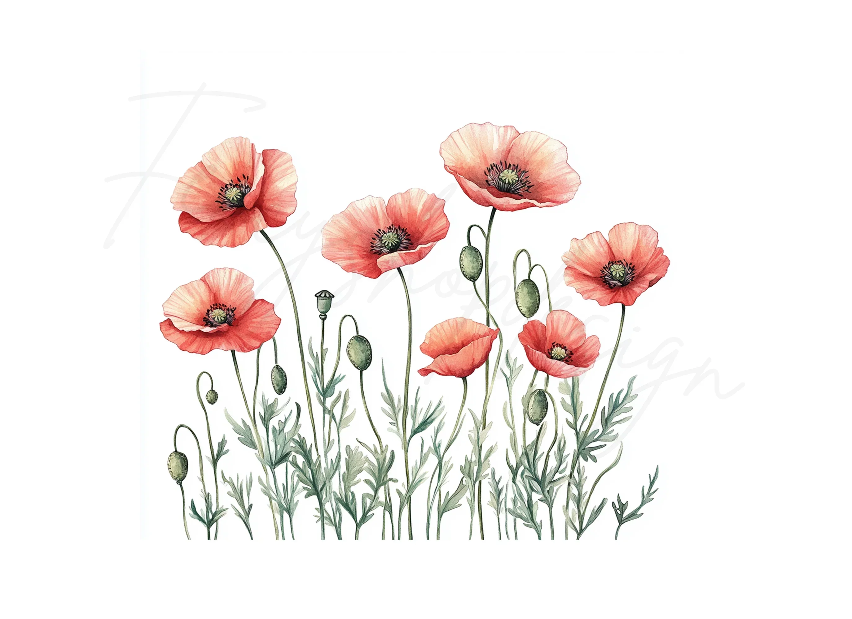 Poppy Flowers Clipart Bundle - Image 3
