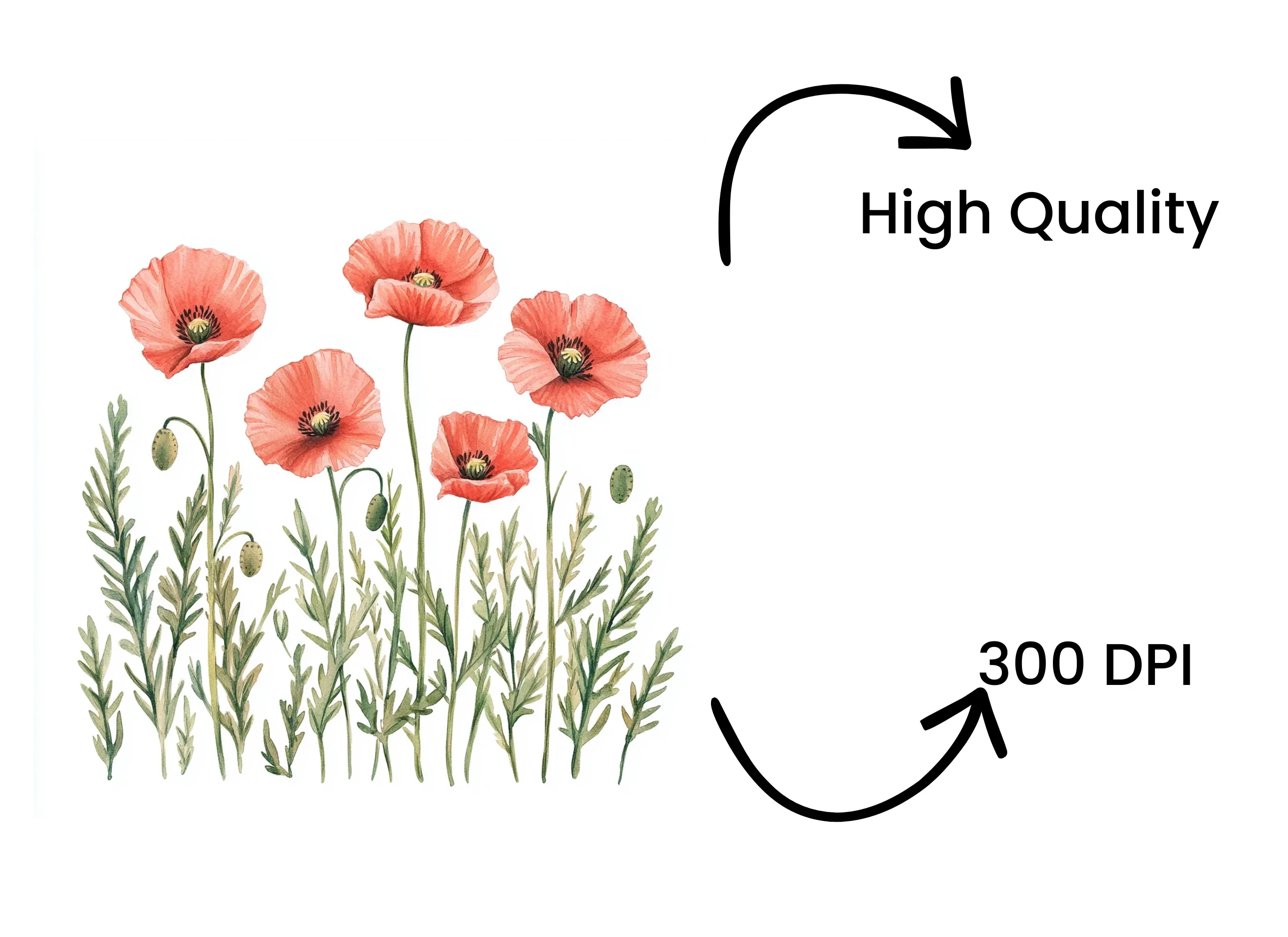 Poppy Flowers Clipart Bundle - Image 4