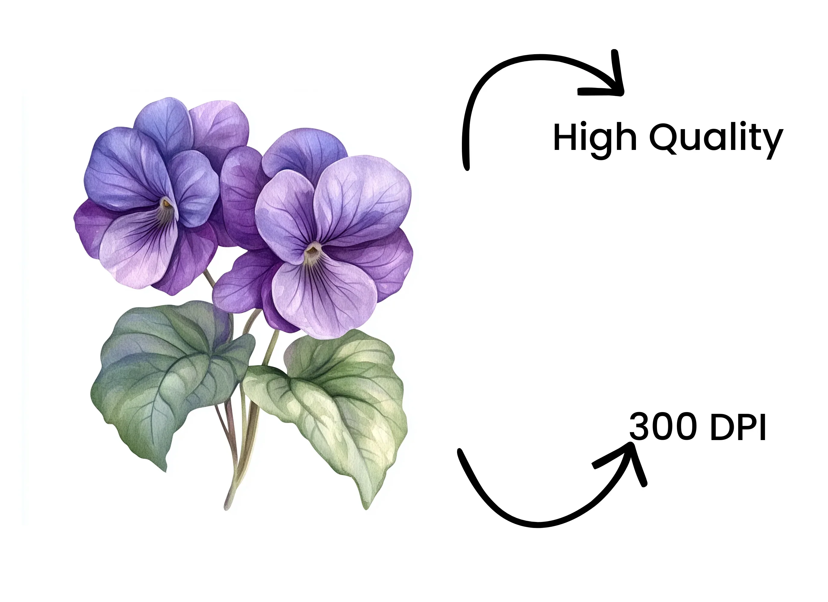 Purple Pansy Flower Clipart Bundle - Image 4