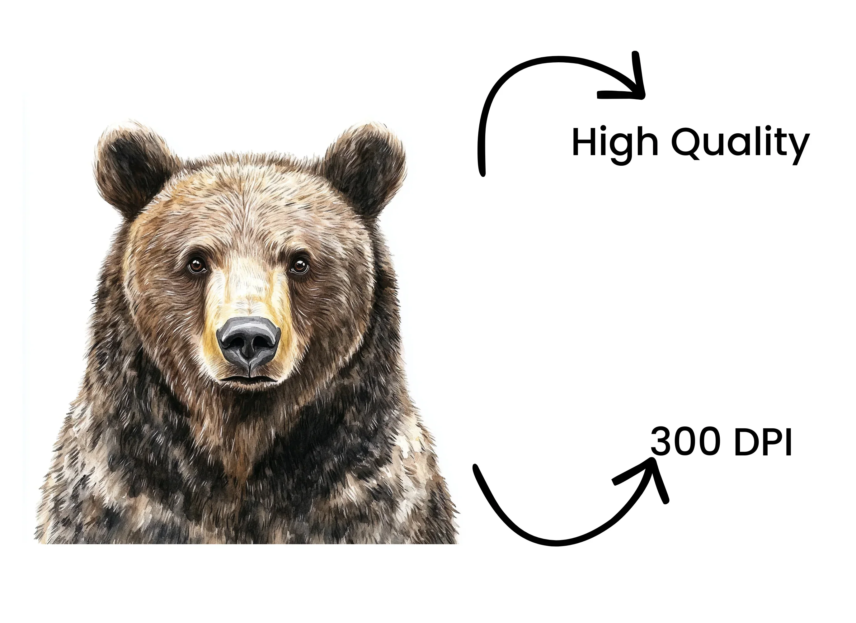 Realistic Brown Bear Head Clipart Bundle - Image 4