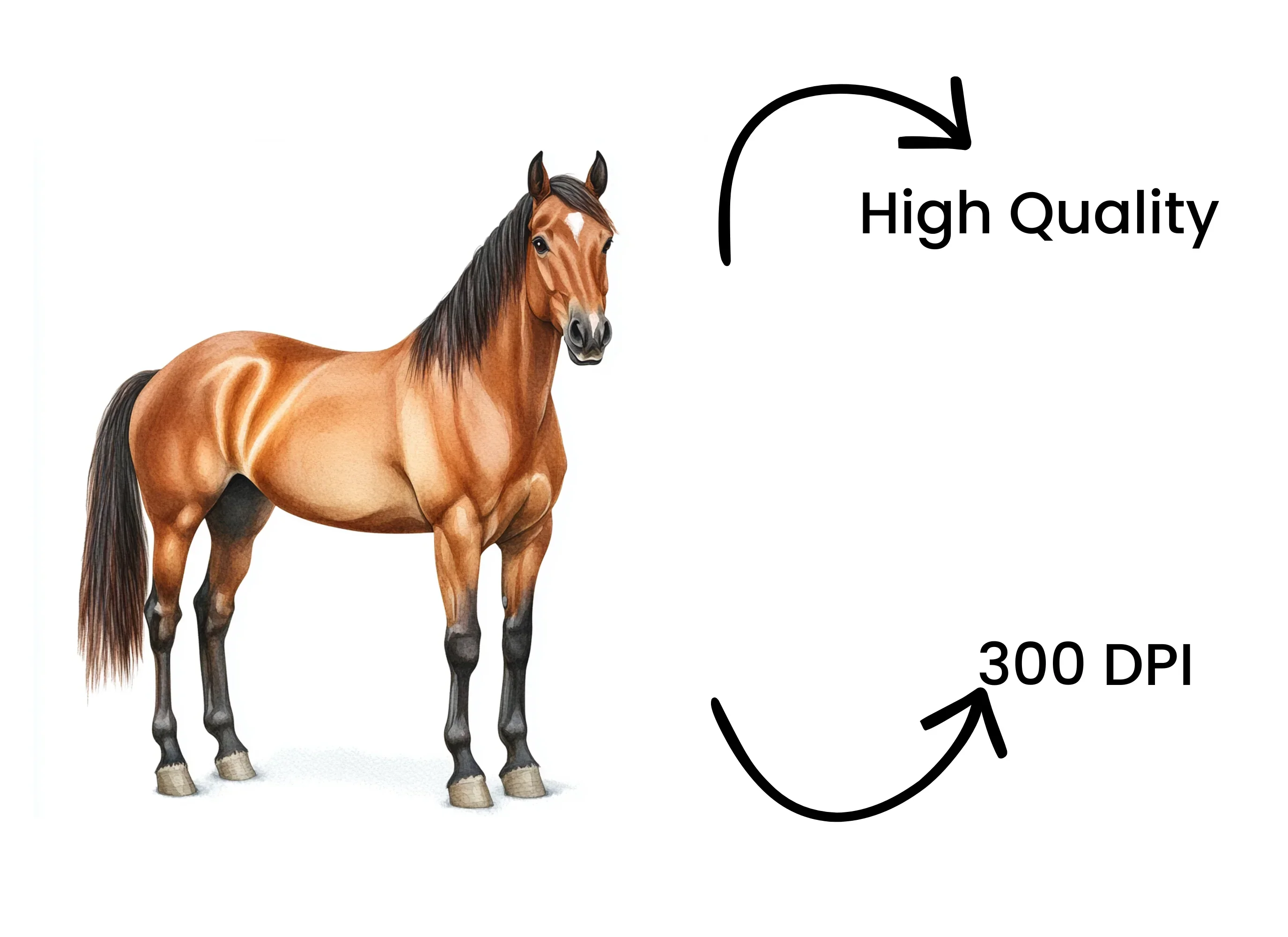 Realistic Brown Horse Clipart Bundle - Image 4