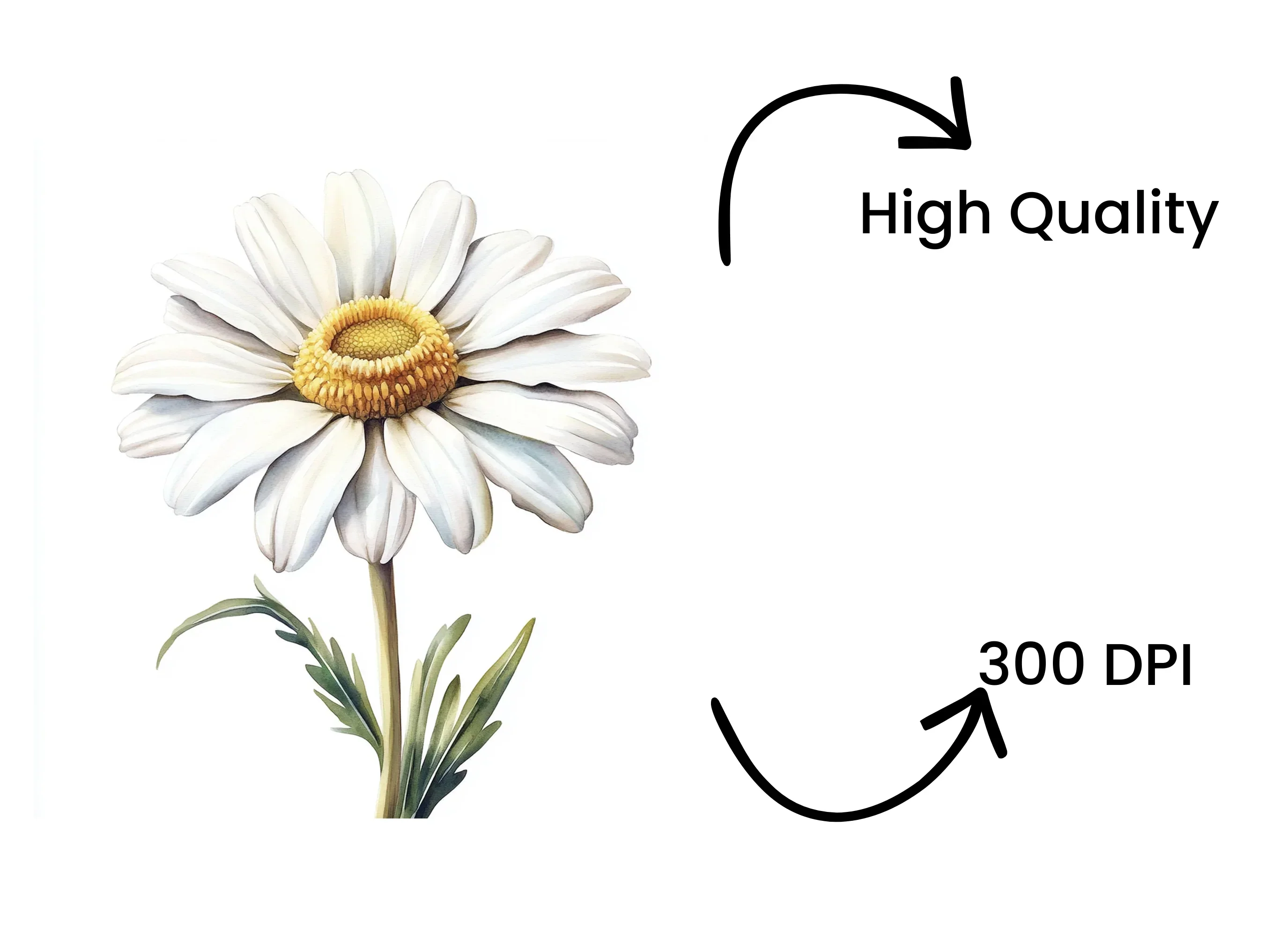 Realistic Daisy Flower Clipart Bundle - Image 4