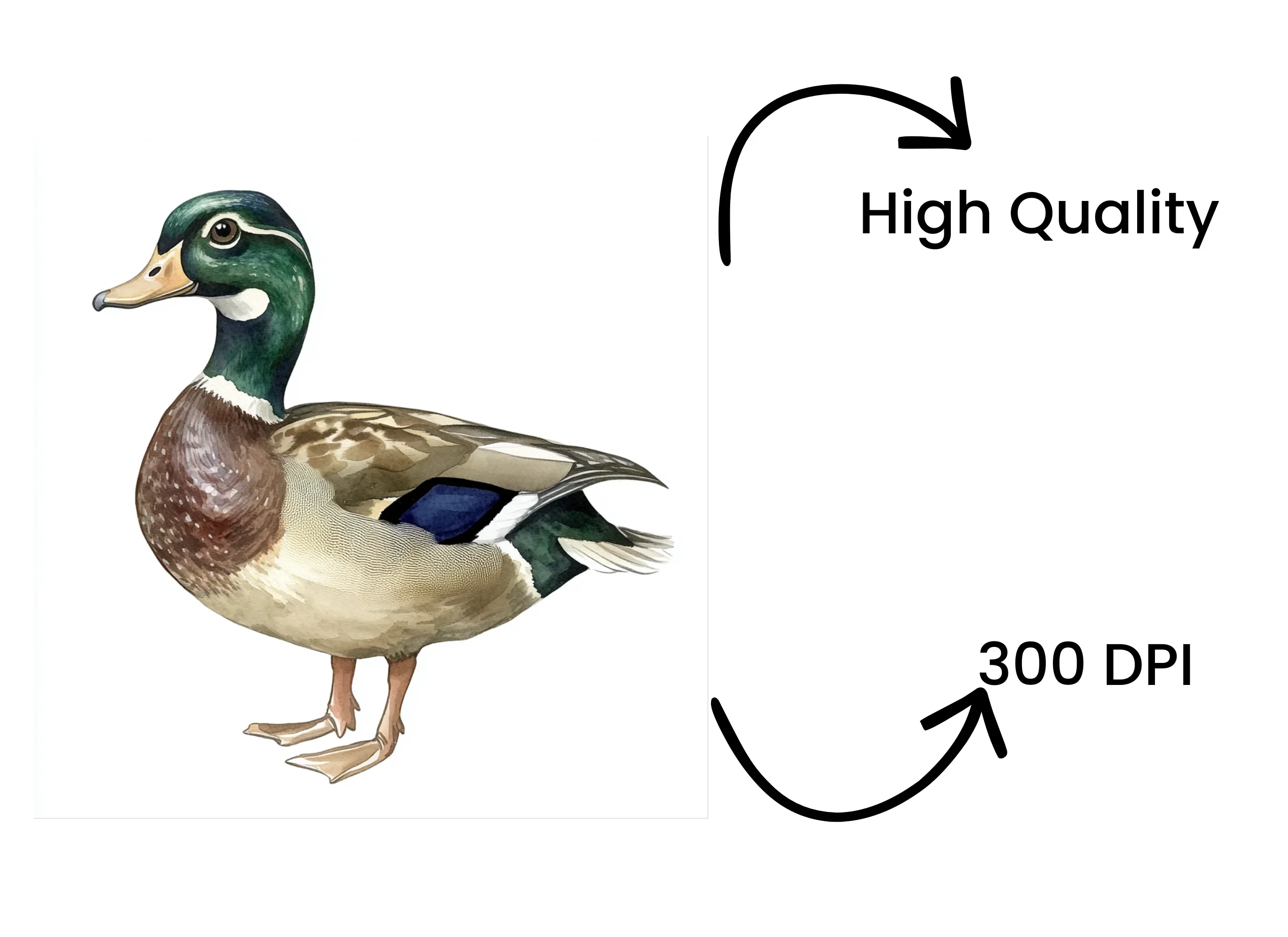 Realistic Mallard Duck Clipart Bundle - Image 4