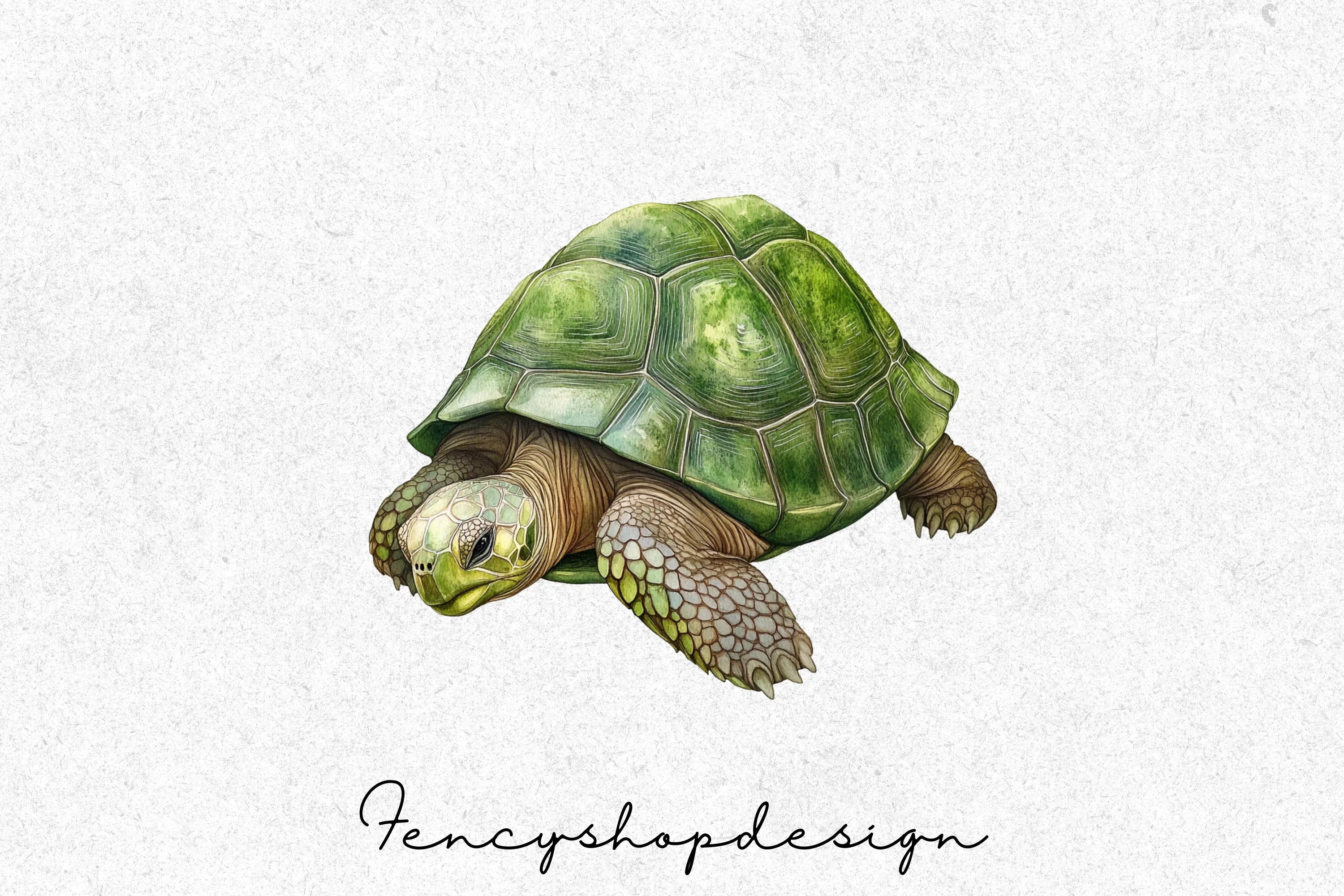 Realistic Turtle Tortoise Clipart Bundle - Image 3