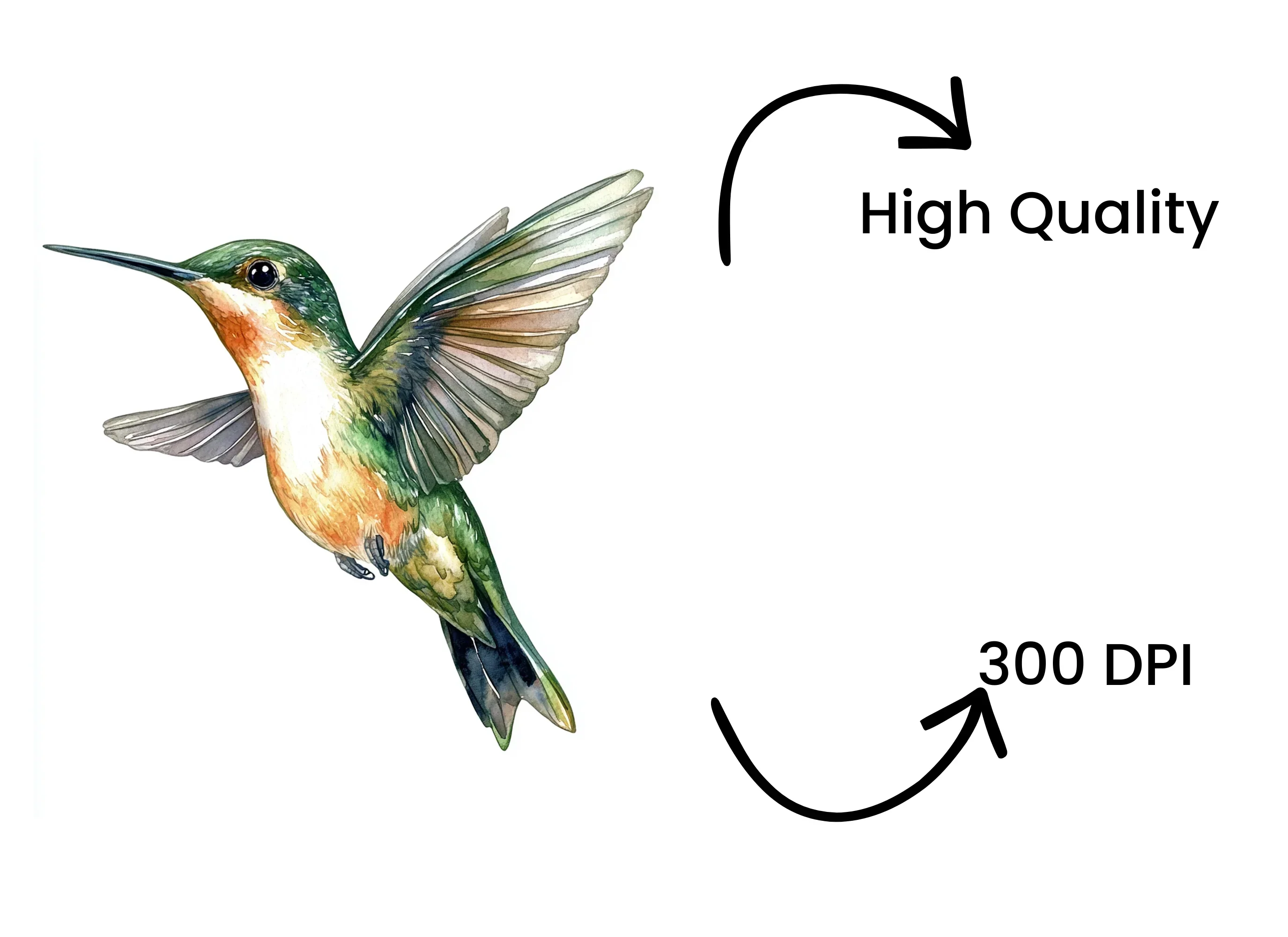 Ruby Throated Hummingbird Clipart Bundle - Image 4