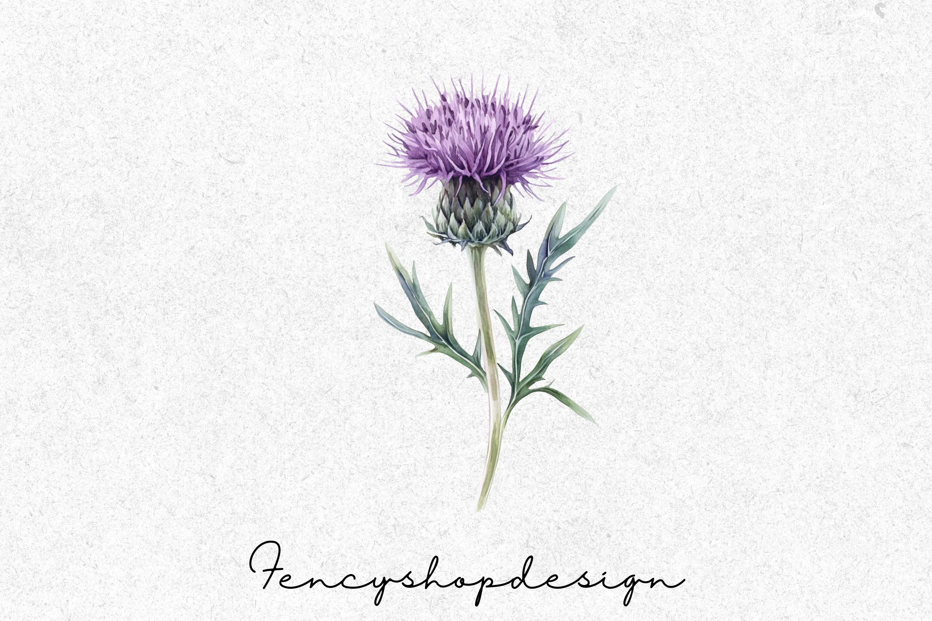 Scottish Thistle Clipart Bundle - Image 4