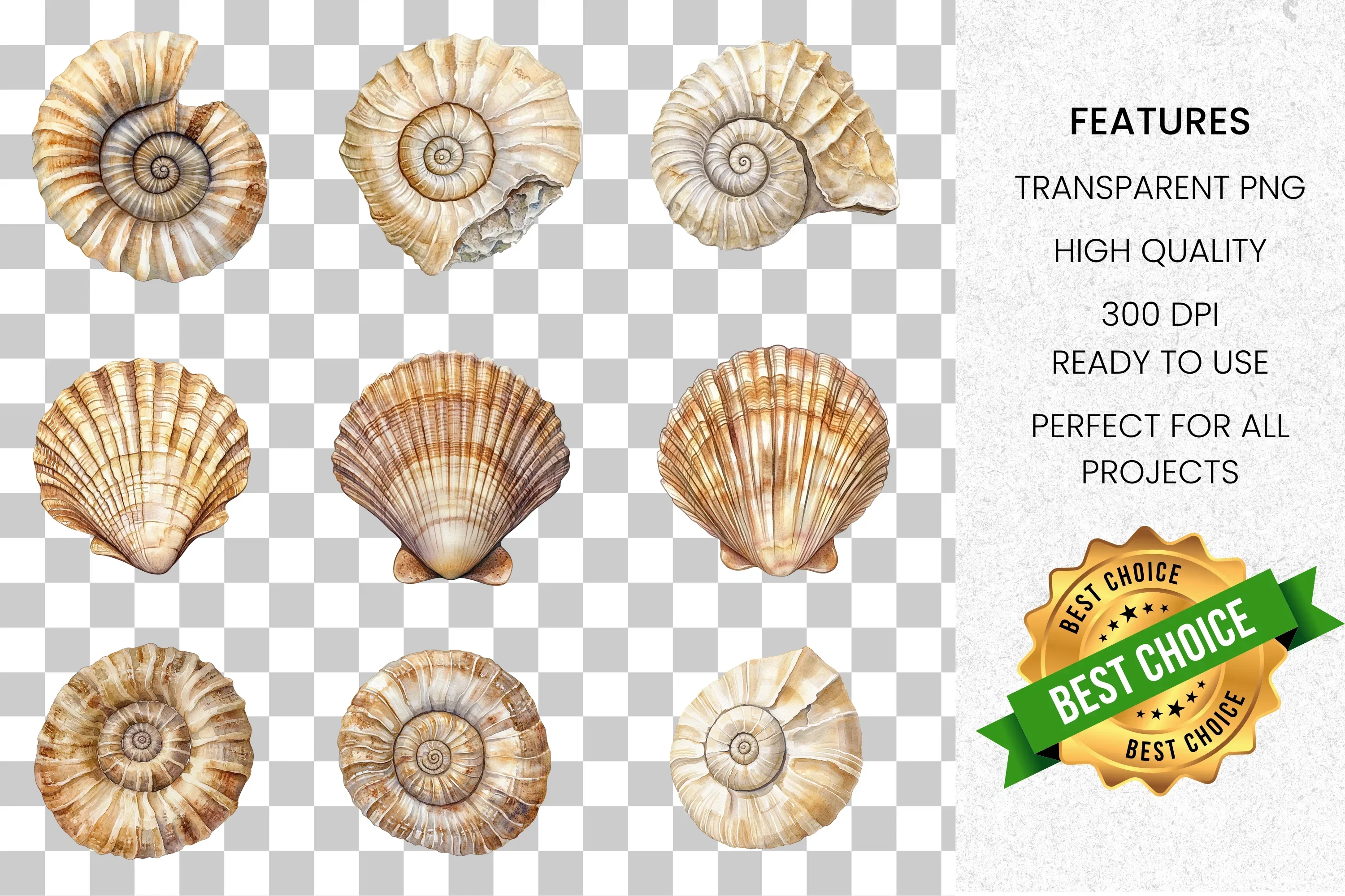 Seashell Ammonite Clipart Bundle - Image 2
