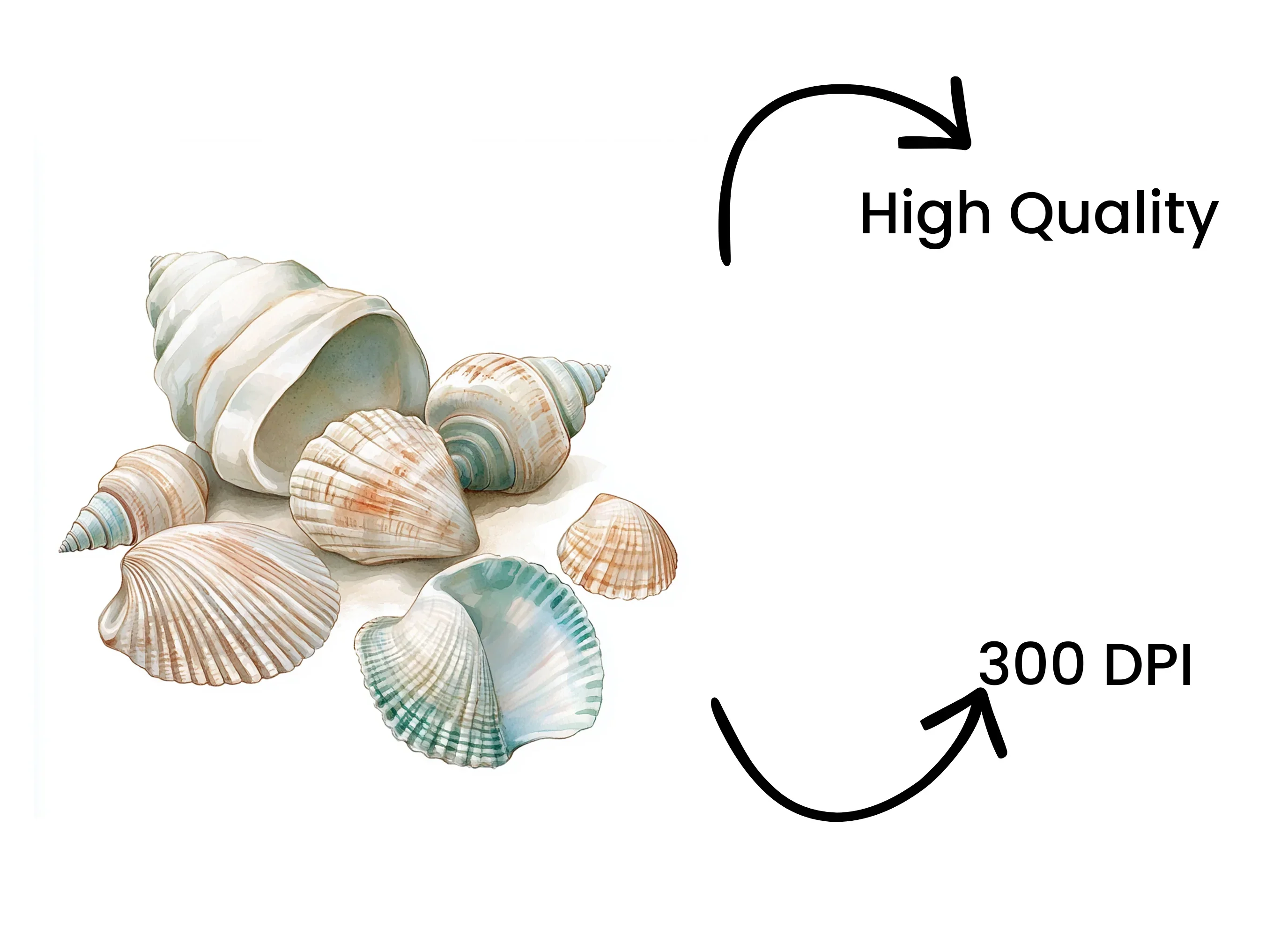 Seashells Clipart Bundle - Image 4