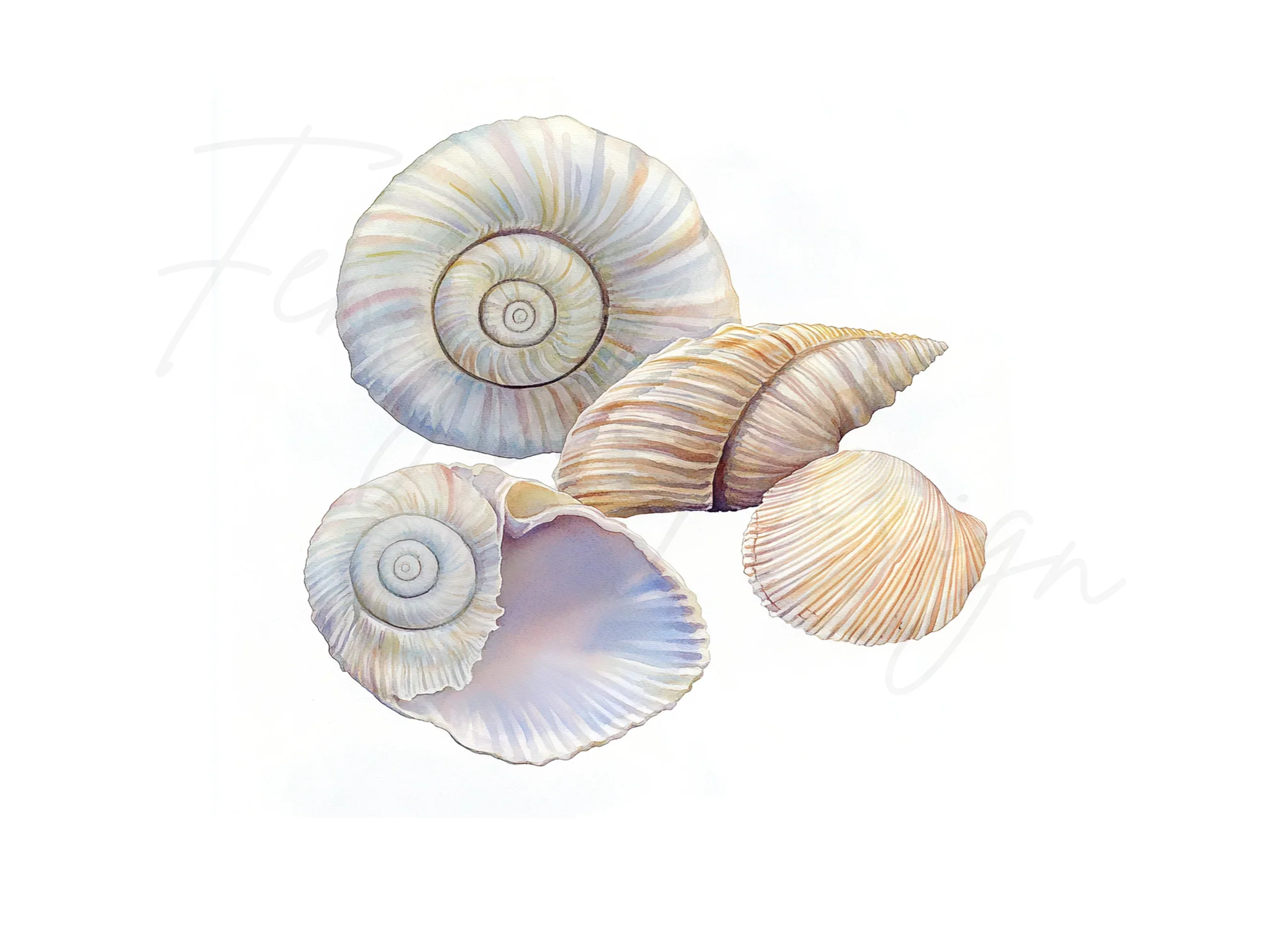 Seashells Clipart Bundle - Image 2