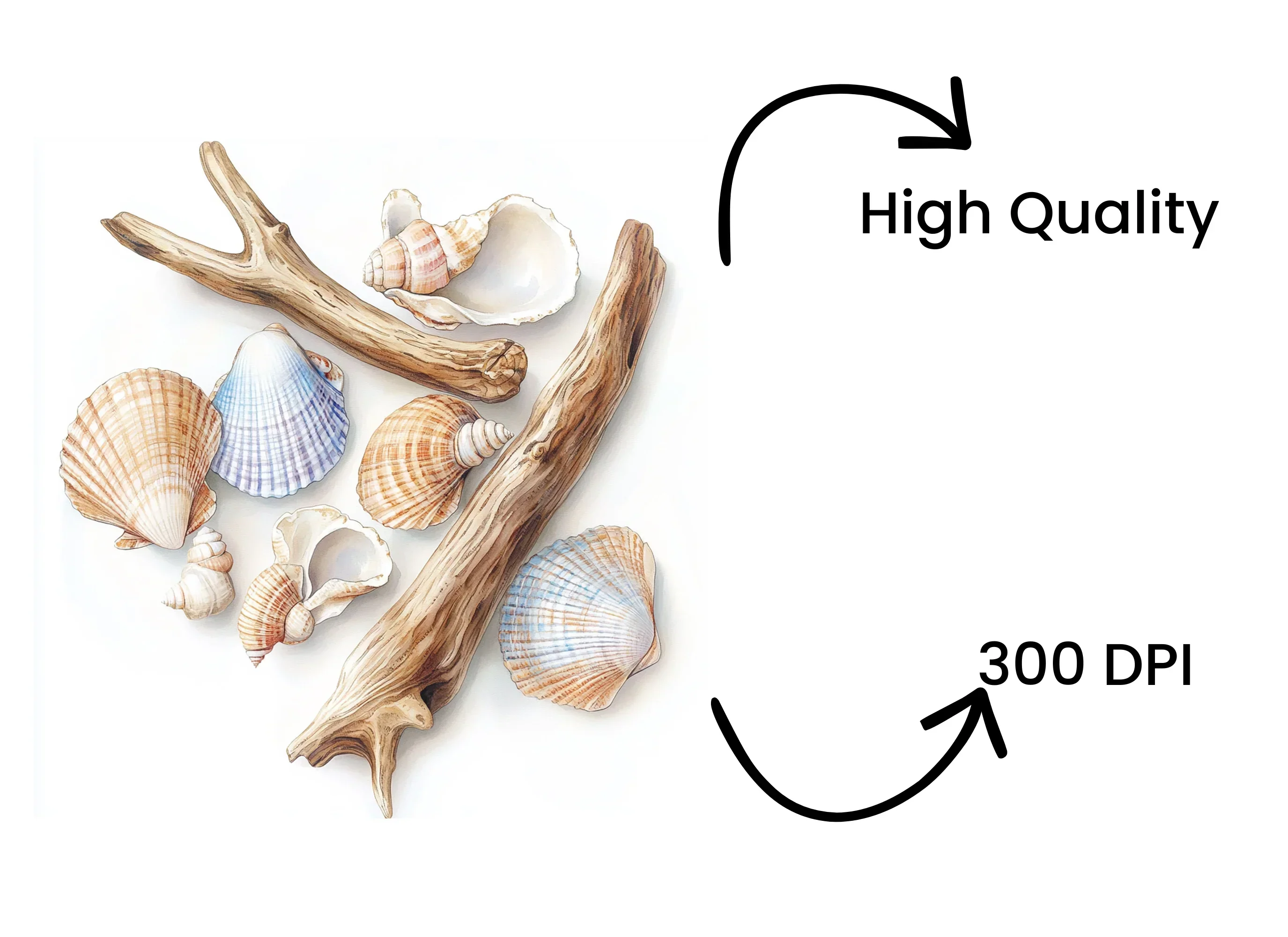 Seashells Starfish Clipart Bundle - Image 4