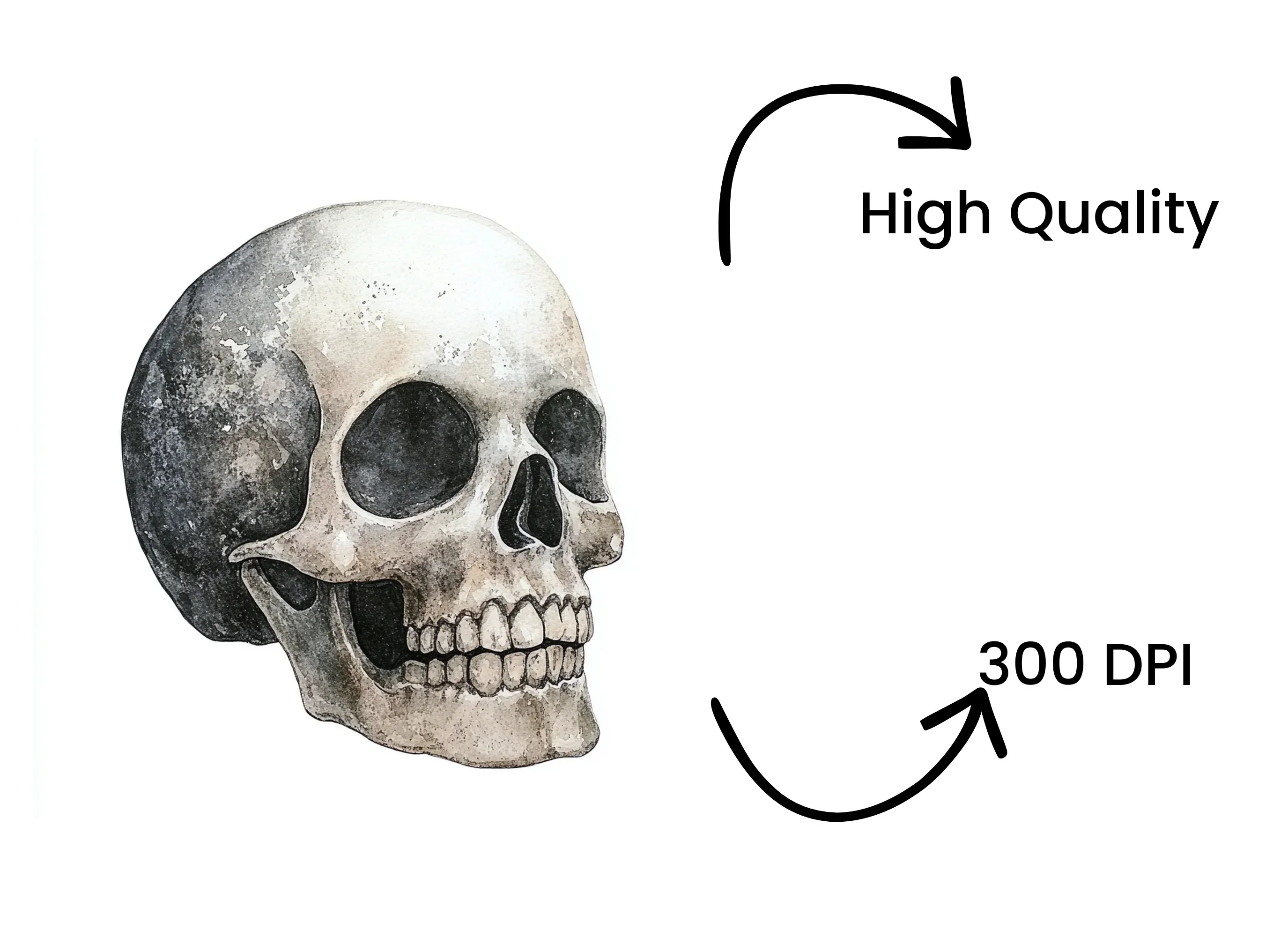 Side View Skull Clipart Bundle - Image 4