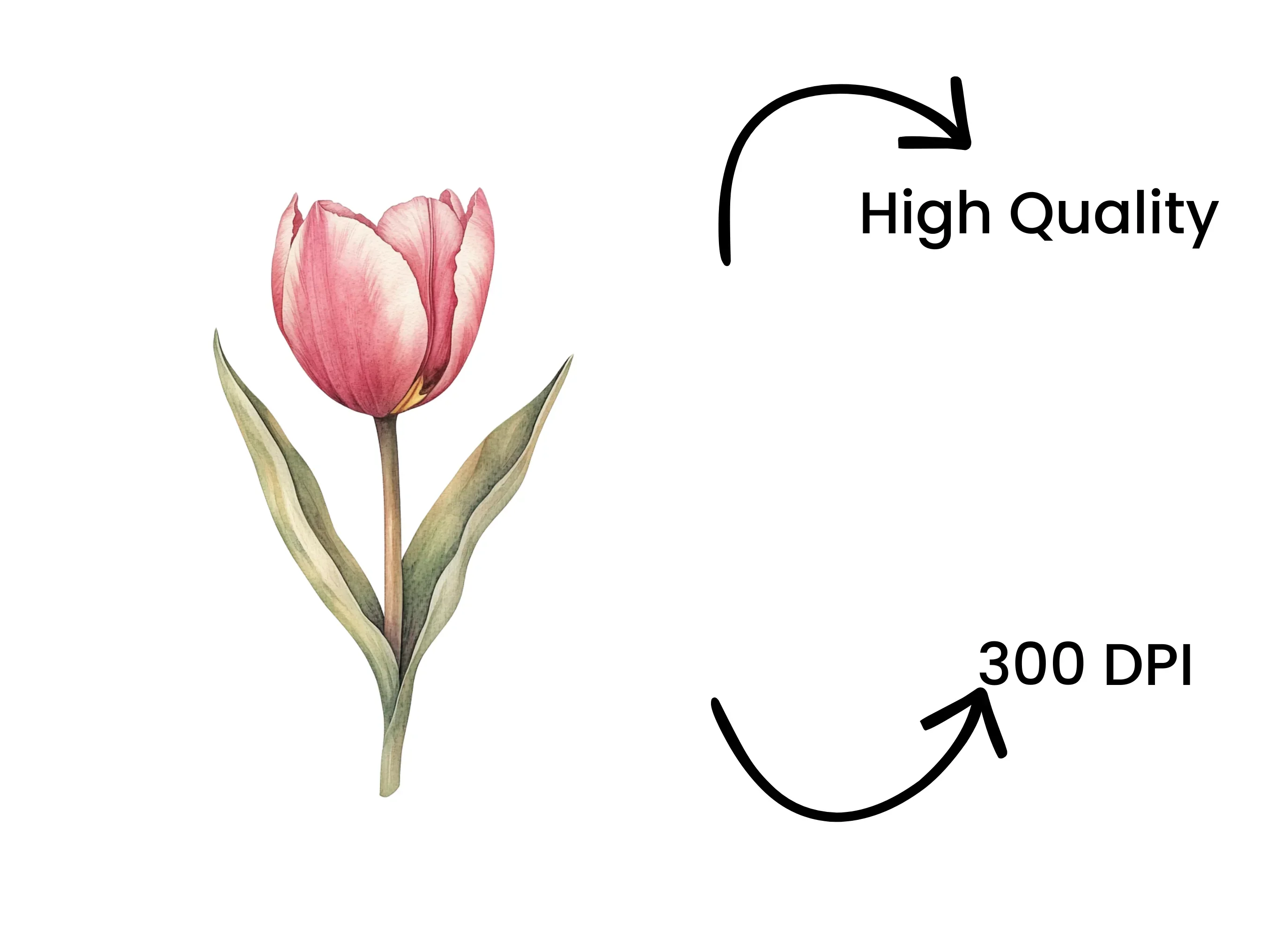Single Tulip Flowers Clipart Bundle - Image 4