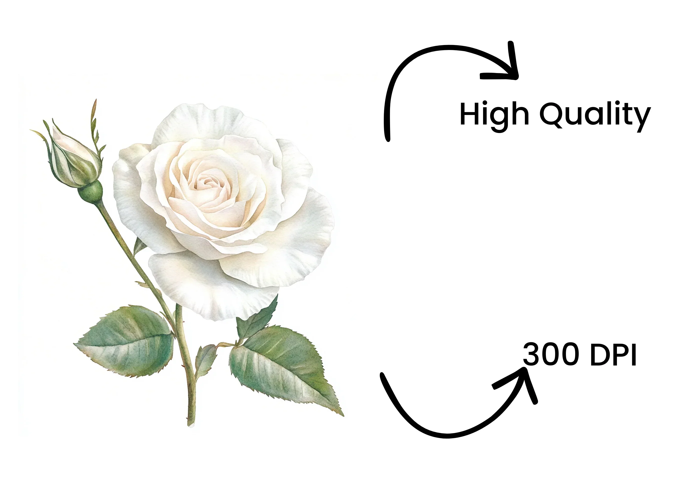 Single White Rose with Bud Clipart Bundle - Image 4