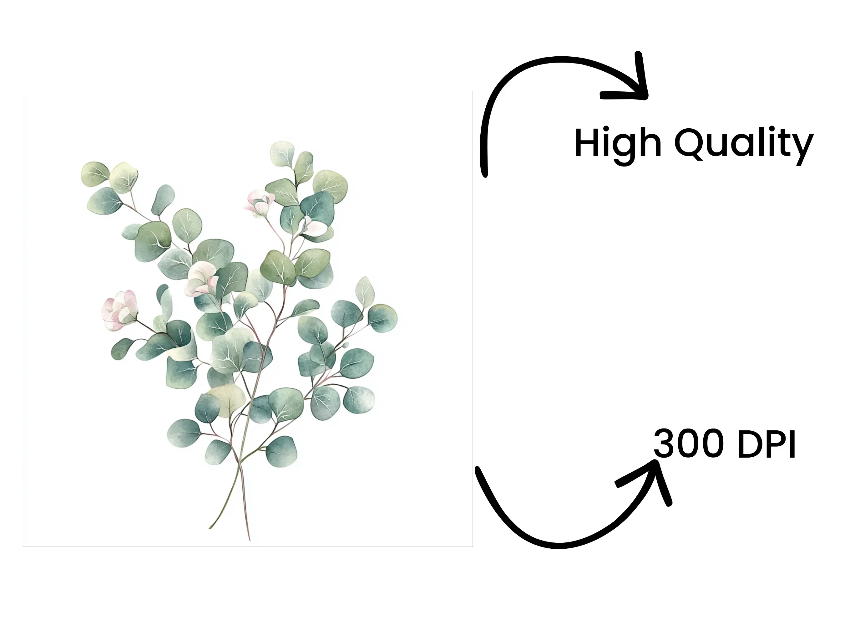 Soft Eucalyptus Leaves Clipart Bundle - Image 4