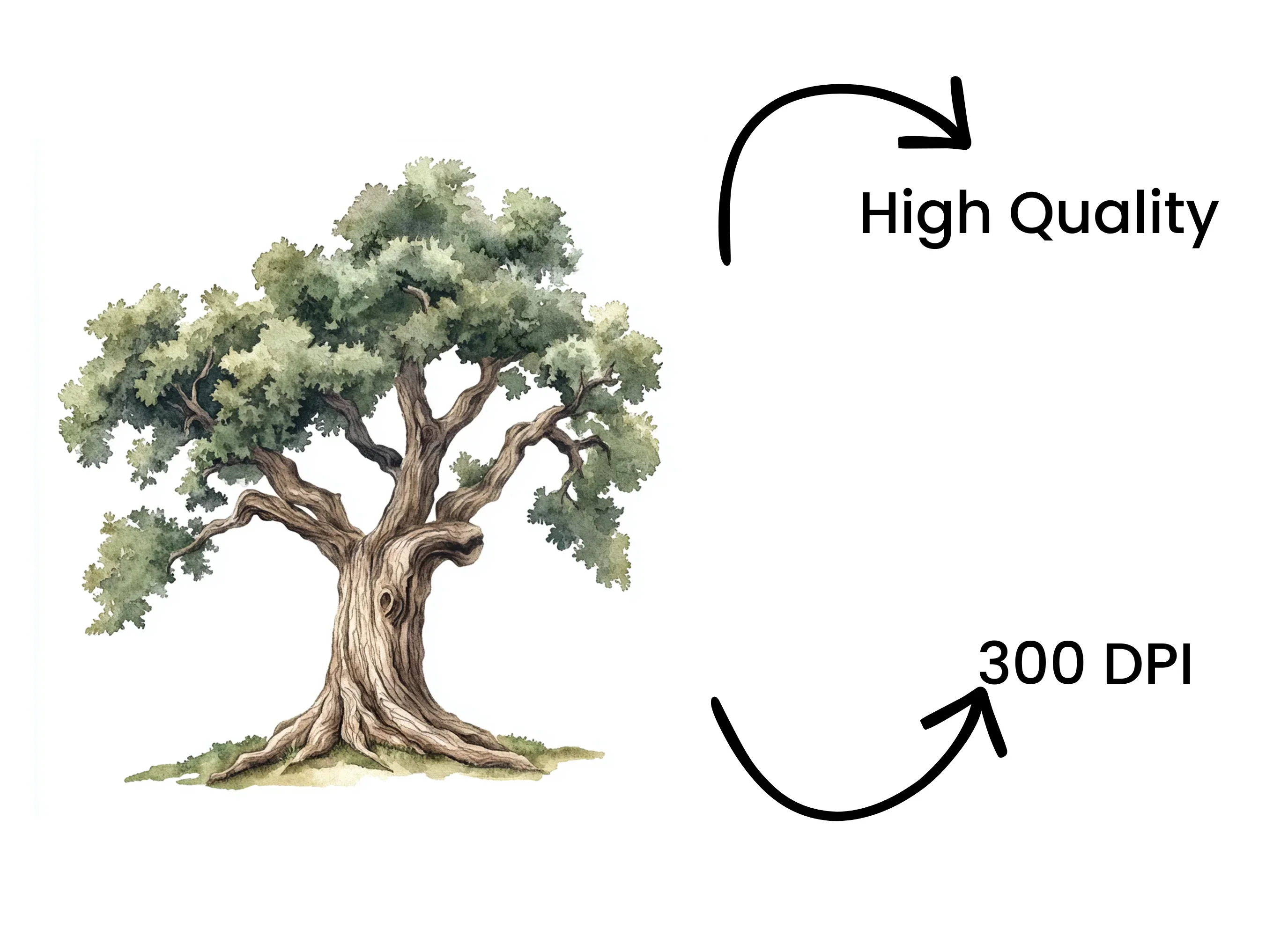 Sturdy Green Oak Tree Clipart Bundle - Image 4