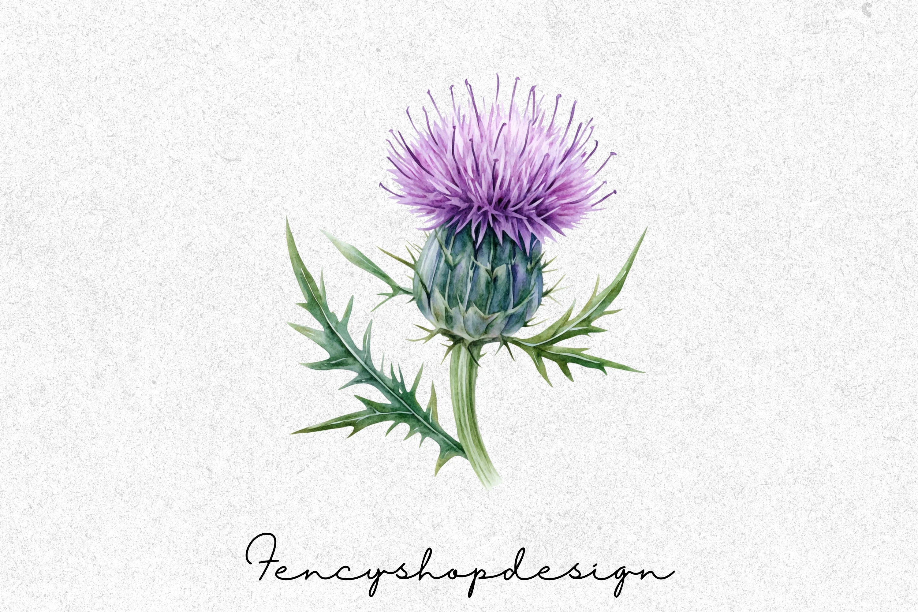 Thistle Flower Clipart Bundle - Image 7