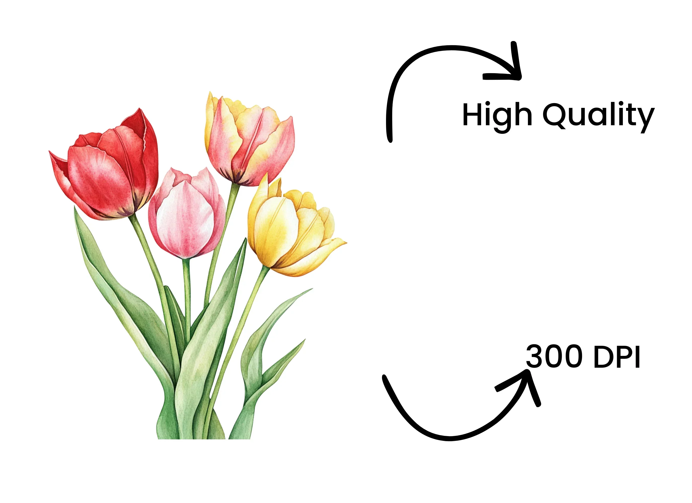 Tulip Bouquets Clipart Bundle - Image 4