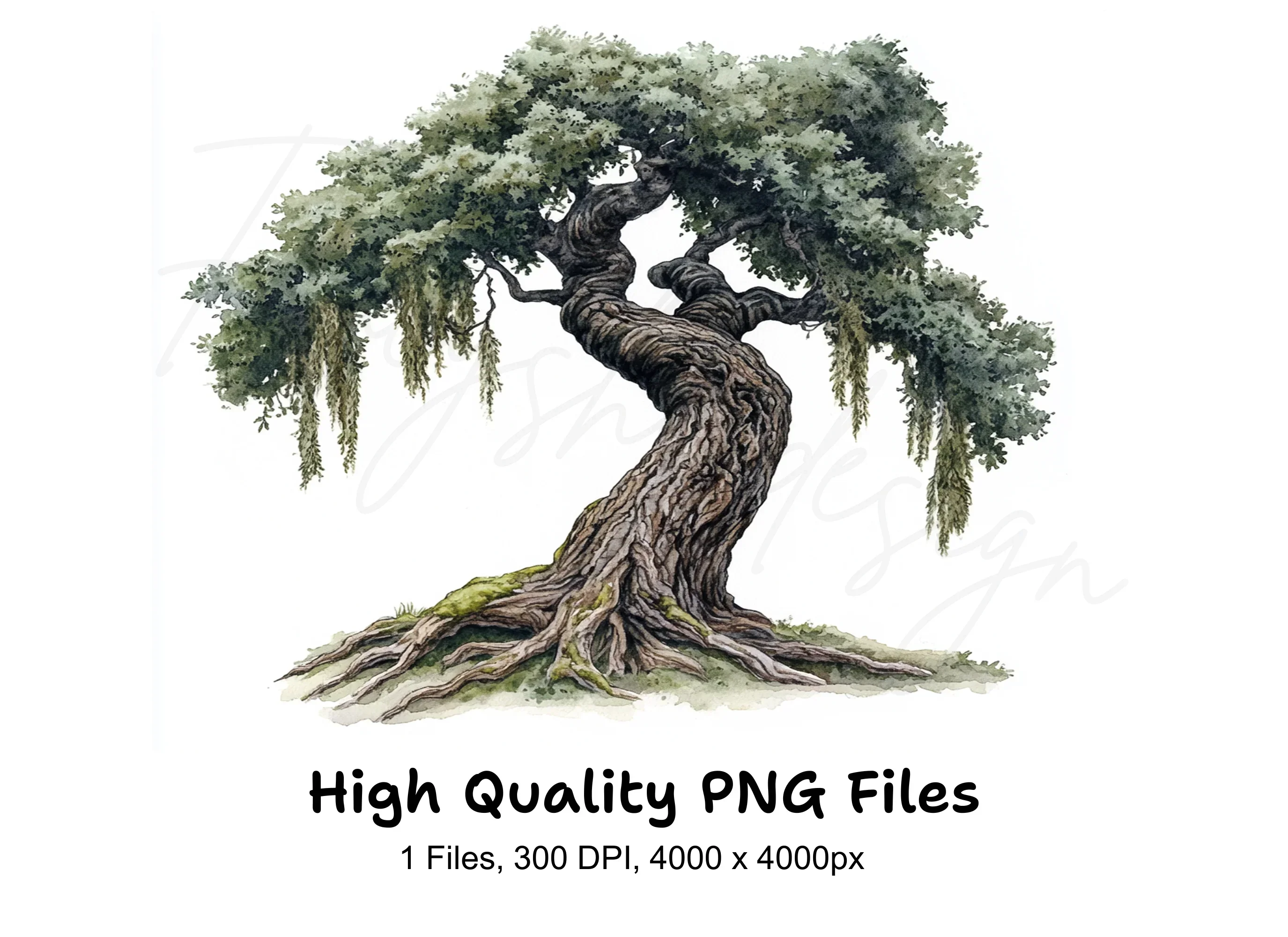 Twisted Oak Tree Illustration Clipart Bundle