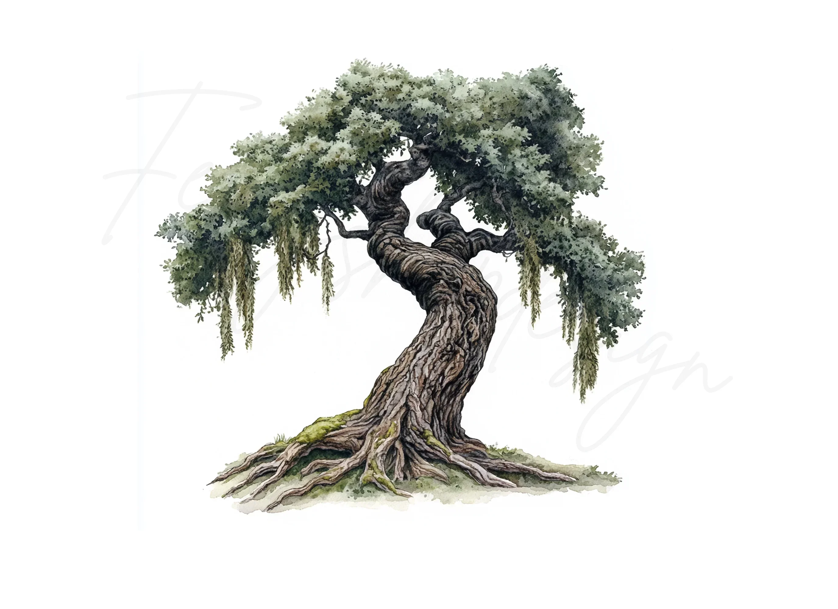 Twisted Oak Tree Illustration Clipart Bundle - Image 2