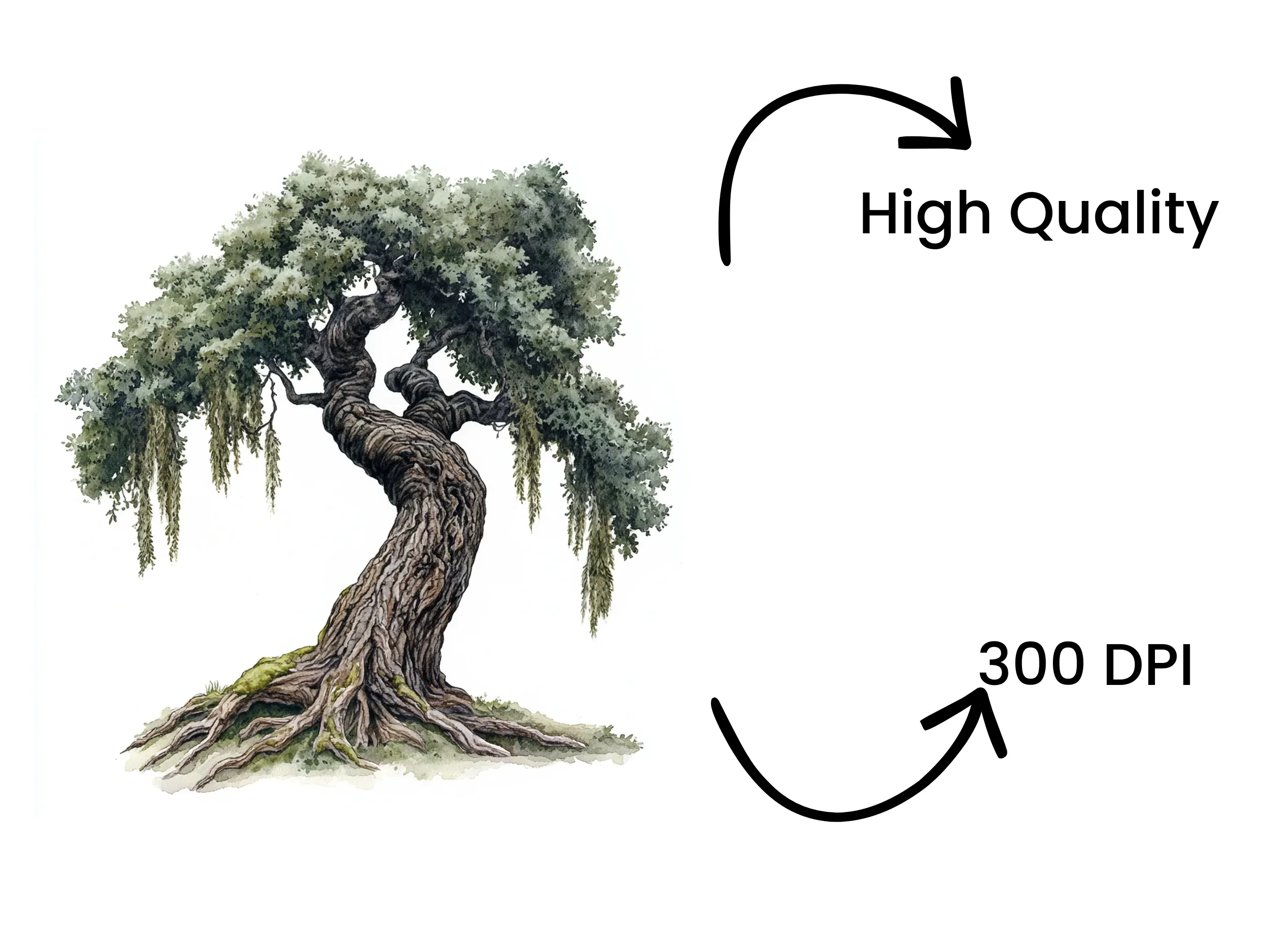 Twisted Oak Tree Illustration Clipart Bundle - Image 4