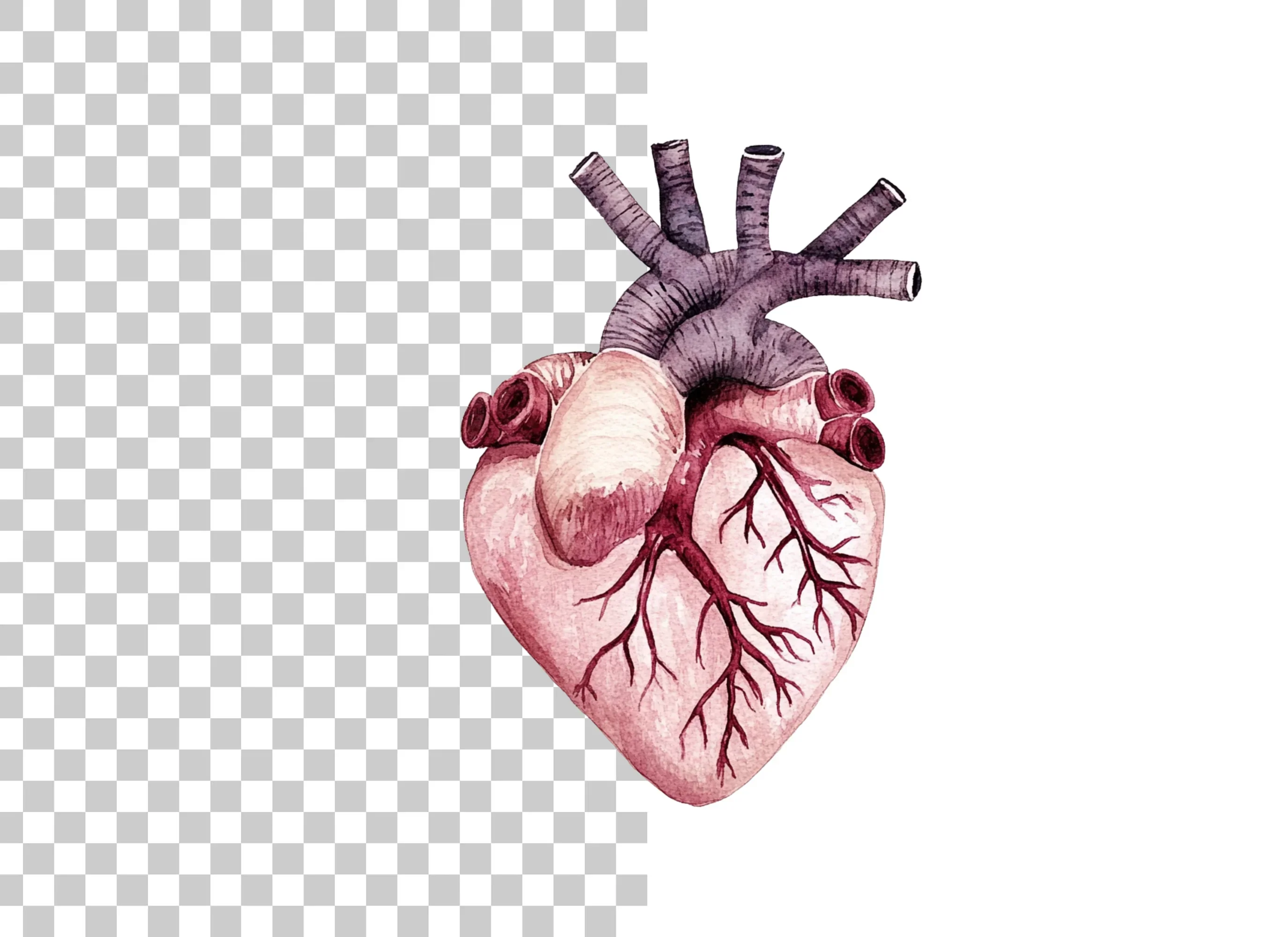 Vibrant Human Heart Clipart Bundle - Image 6