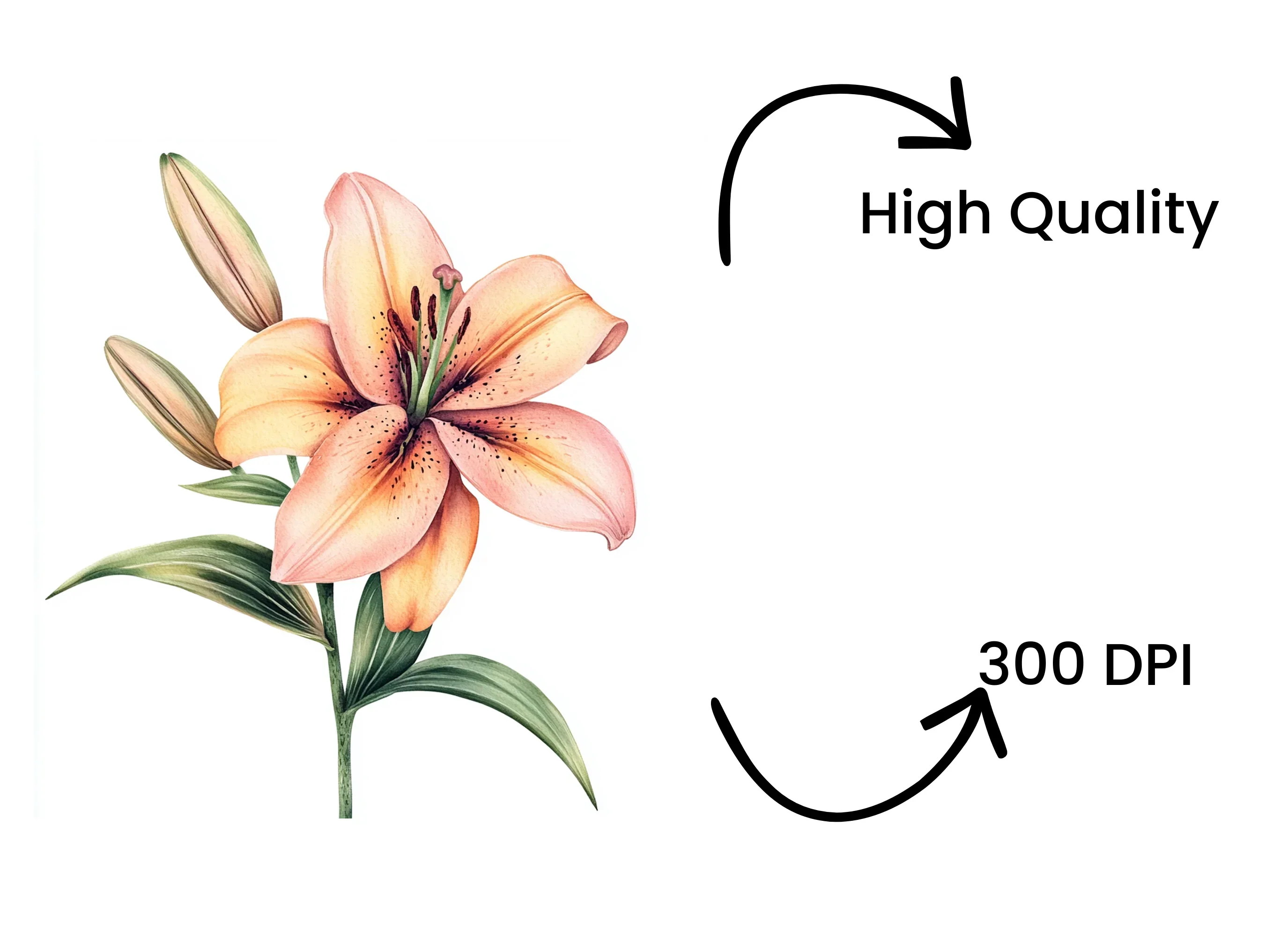 Vibrant Lily Flower Clipart Bundle - Image 4