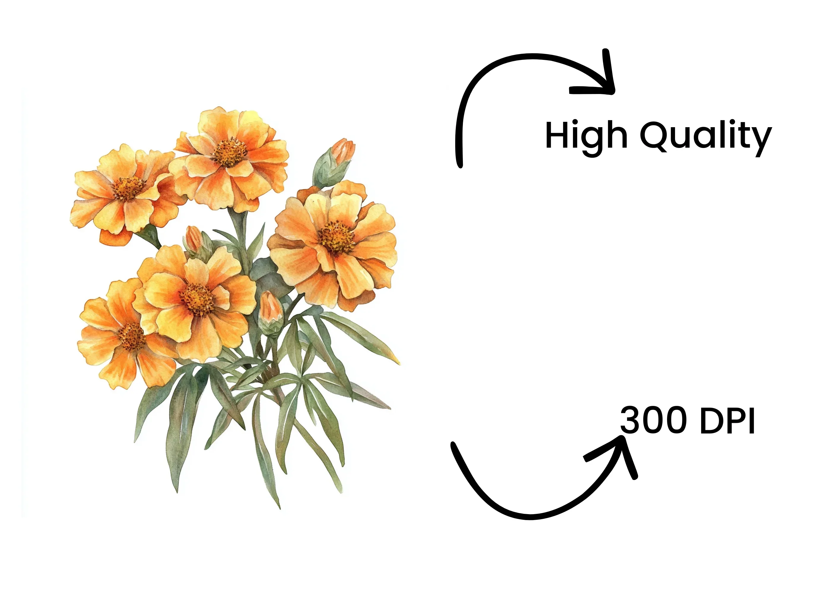 Vibrant Orange Marigold Flower Clipart Bundle - Image 4