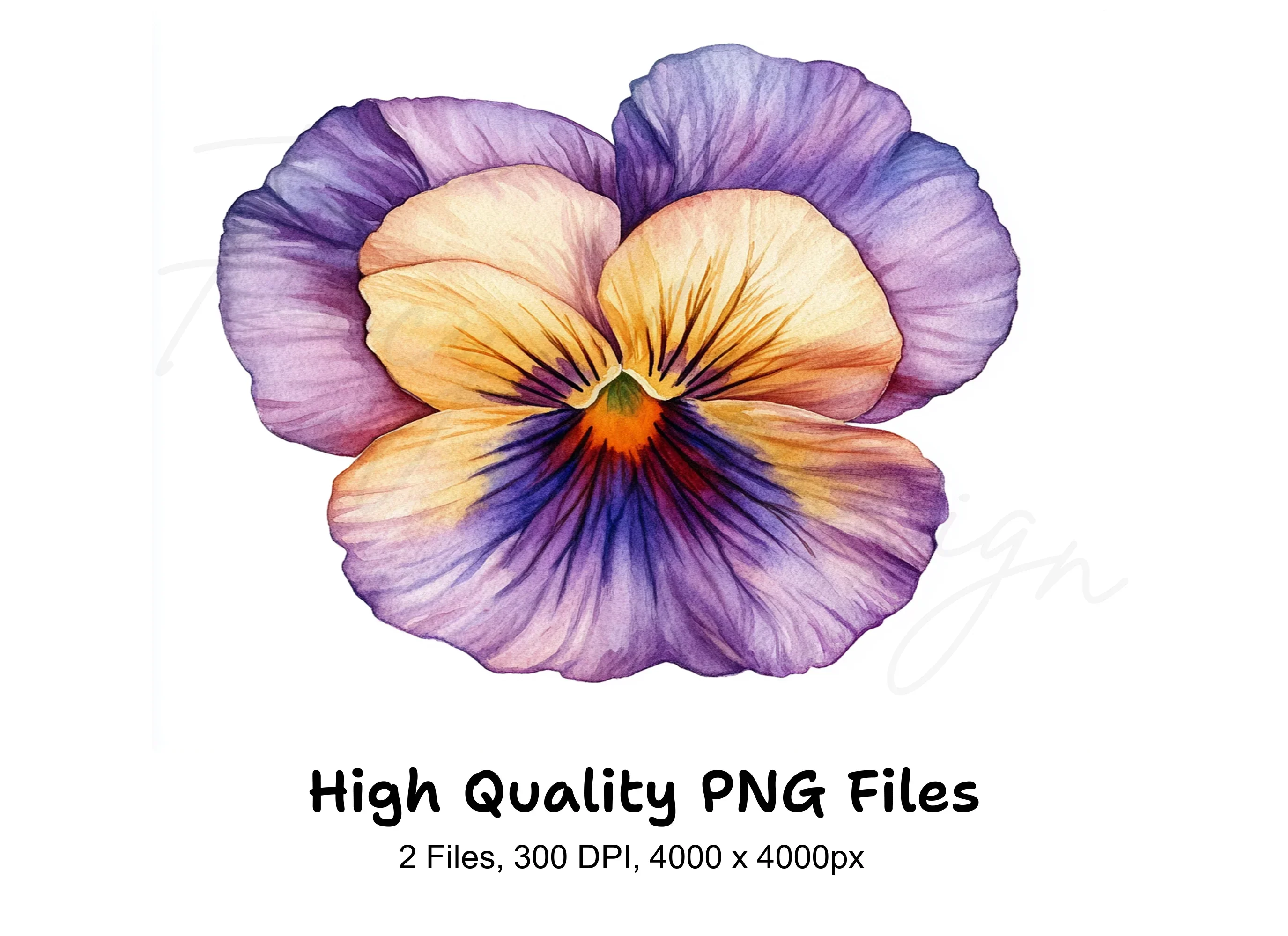 Vibrant Pansy Flowers Clipart Bundle