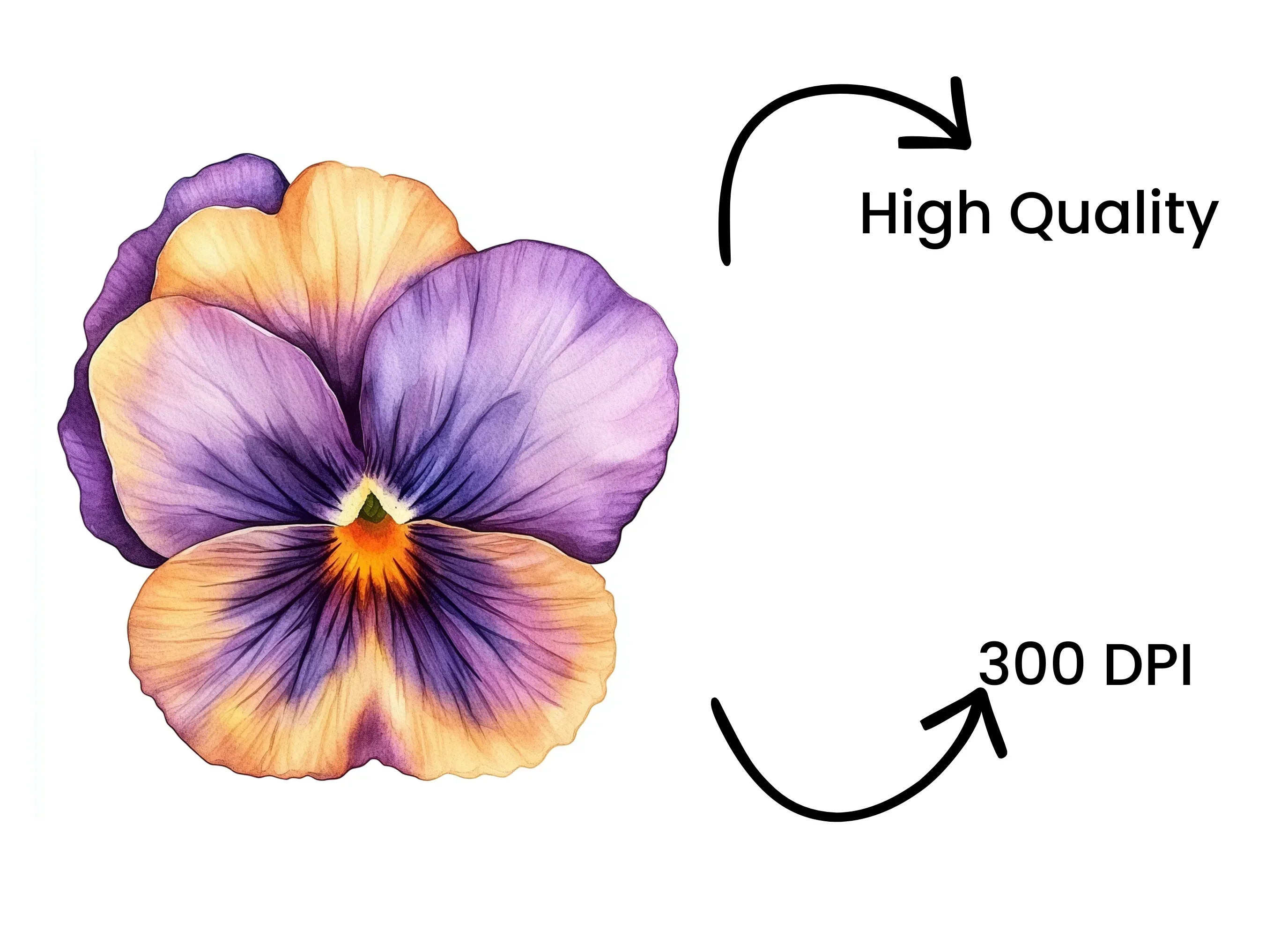 Vibrant Pansy Flowers Clipart Bundle - Image 4