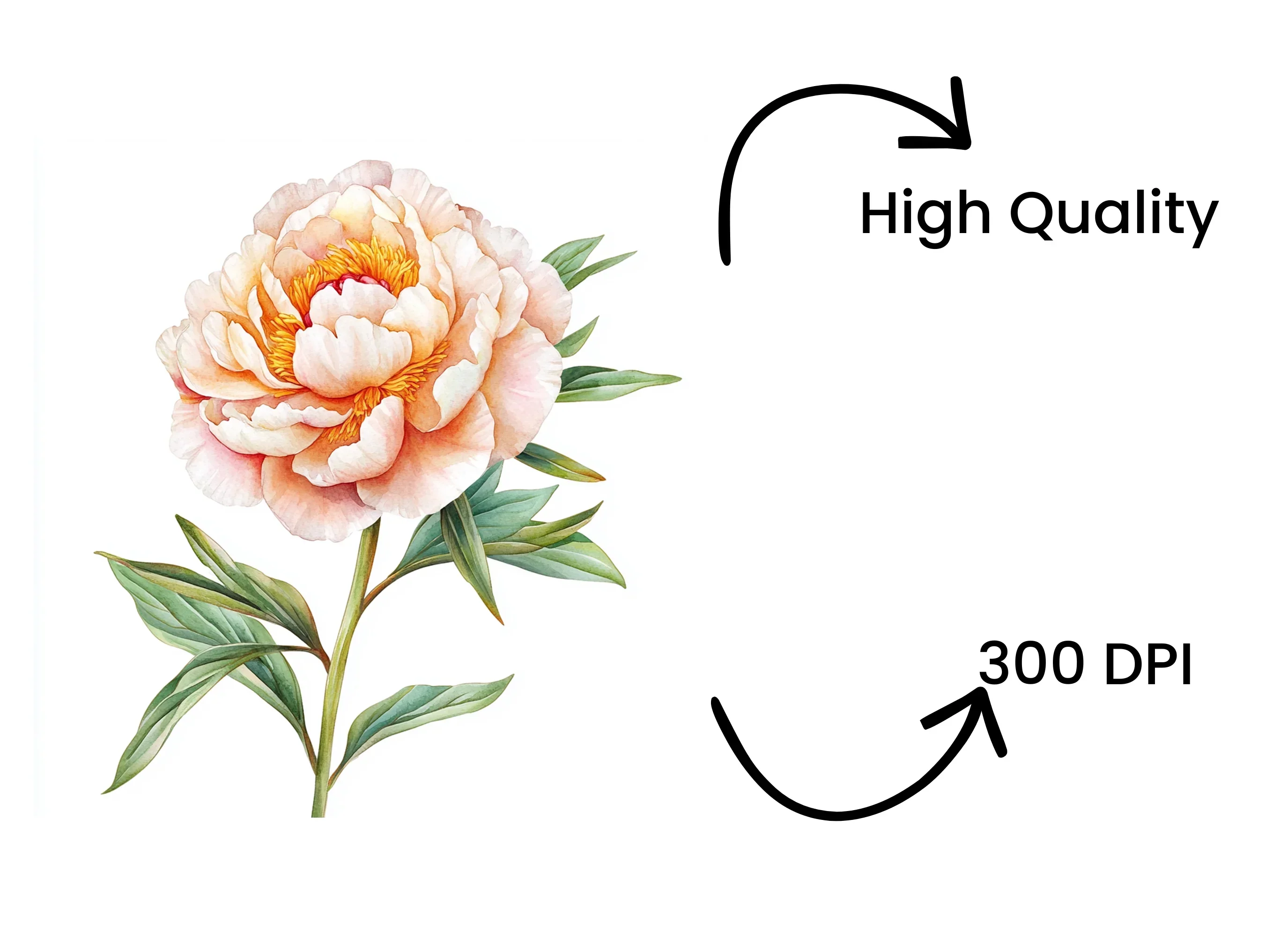 Vibrant Peach Peony Clipart Bundle - Image 4