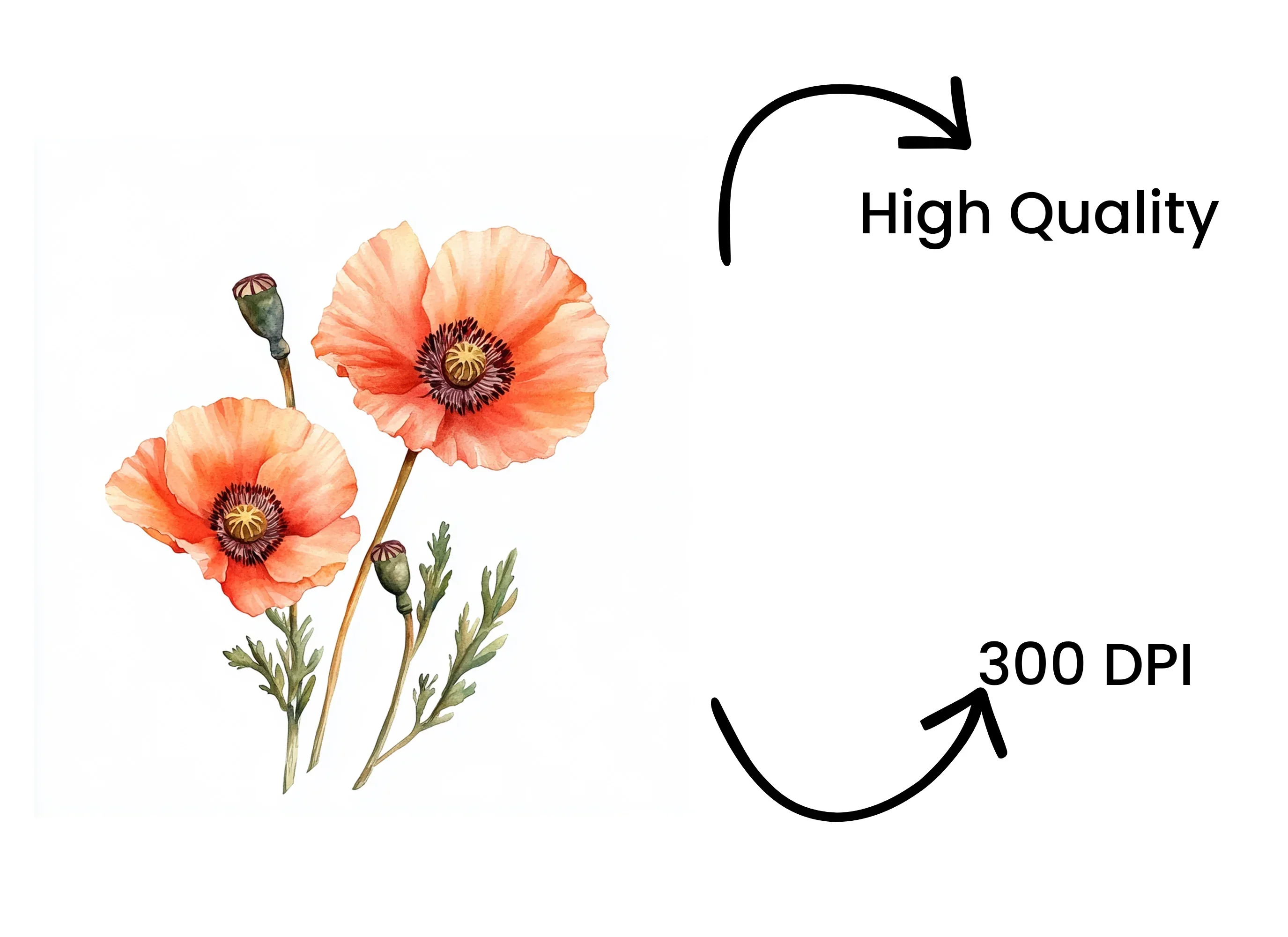 Vibrant Poppy Field Clipart Bundle - Image 4