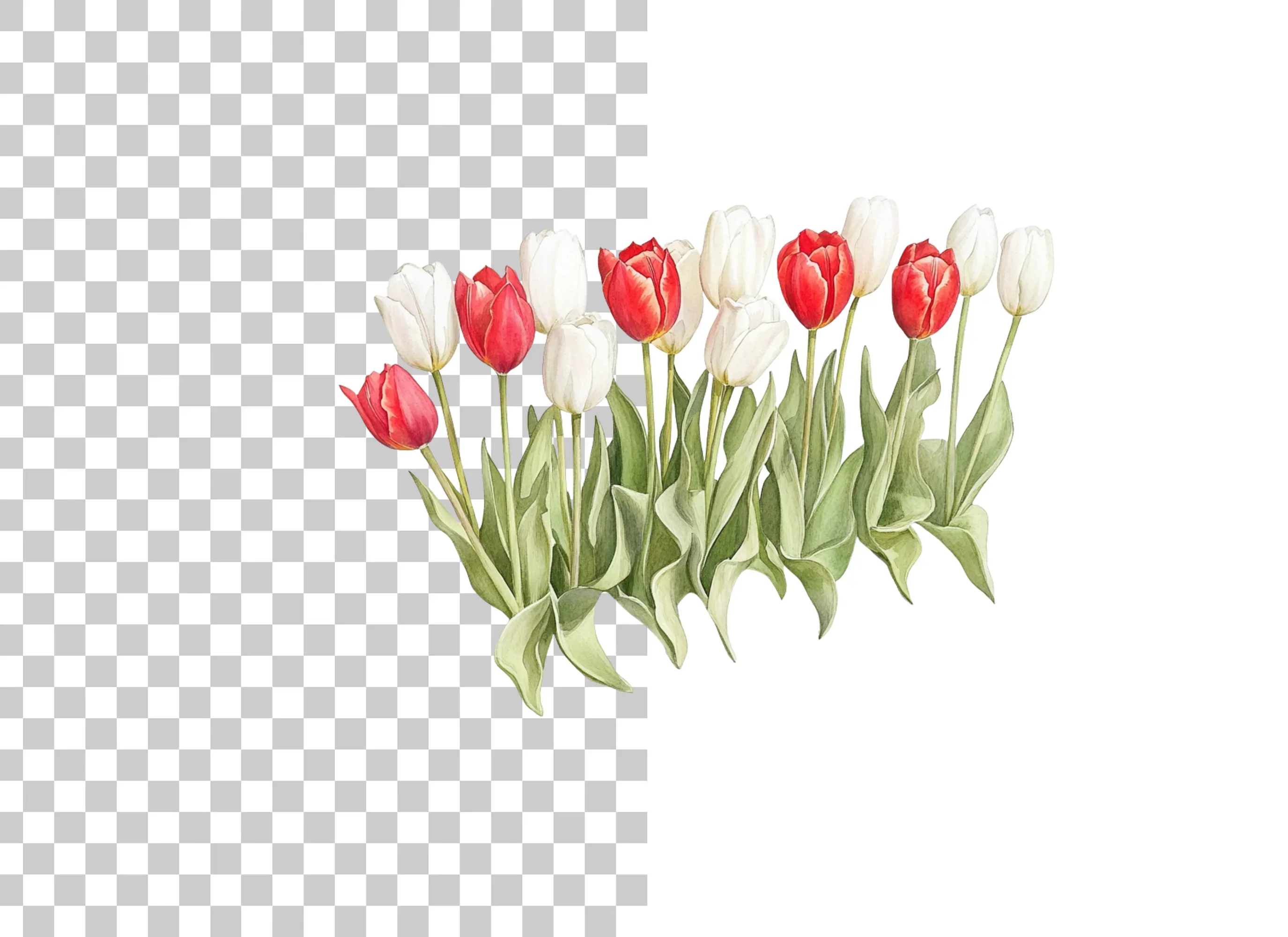 Vibrant Red and White Tulip Clipart Bundle - Image 6
