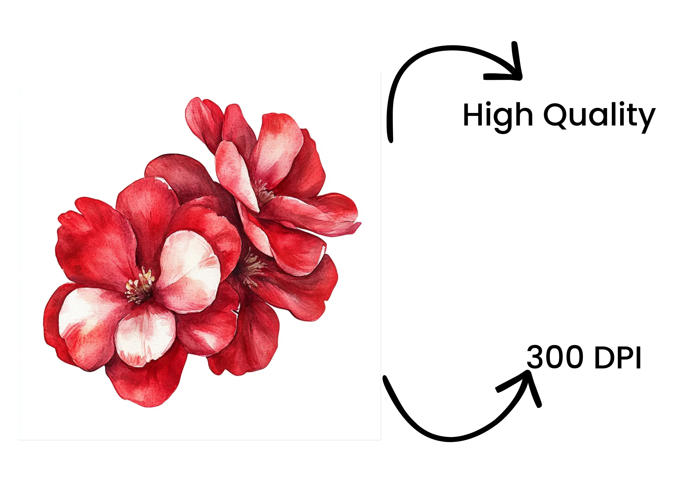 Vibrant Red Flower Petals Clipart Bundle - Image 4