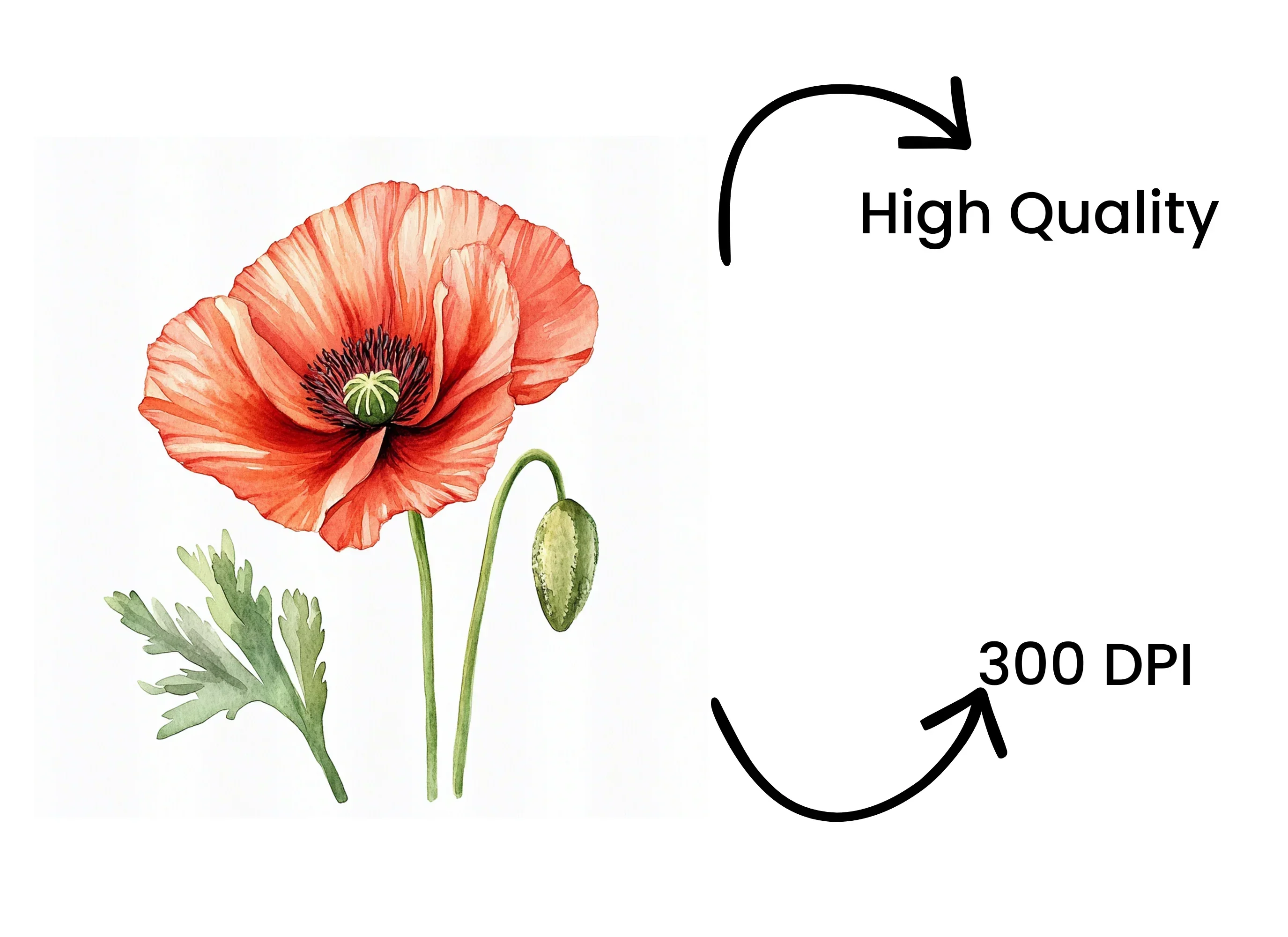 Vibrant Red Poppy Clipart Bundle - Image 4