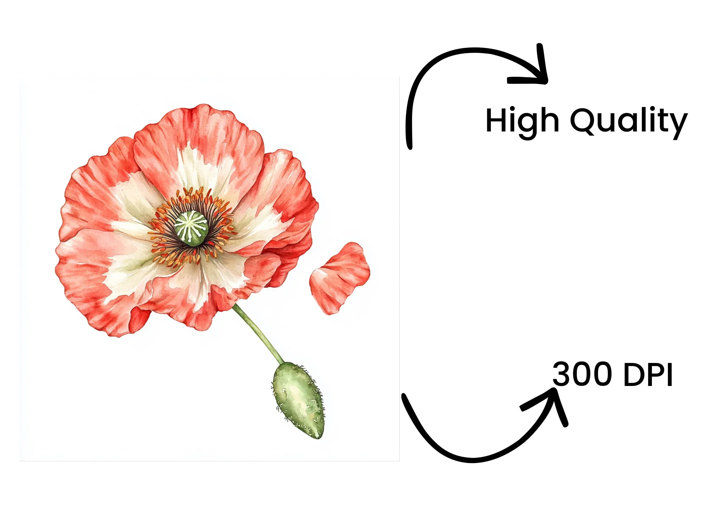 Vibrant Red Poppy Flower Clipart Bundle - Image 4